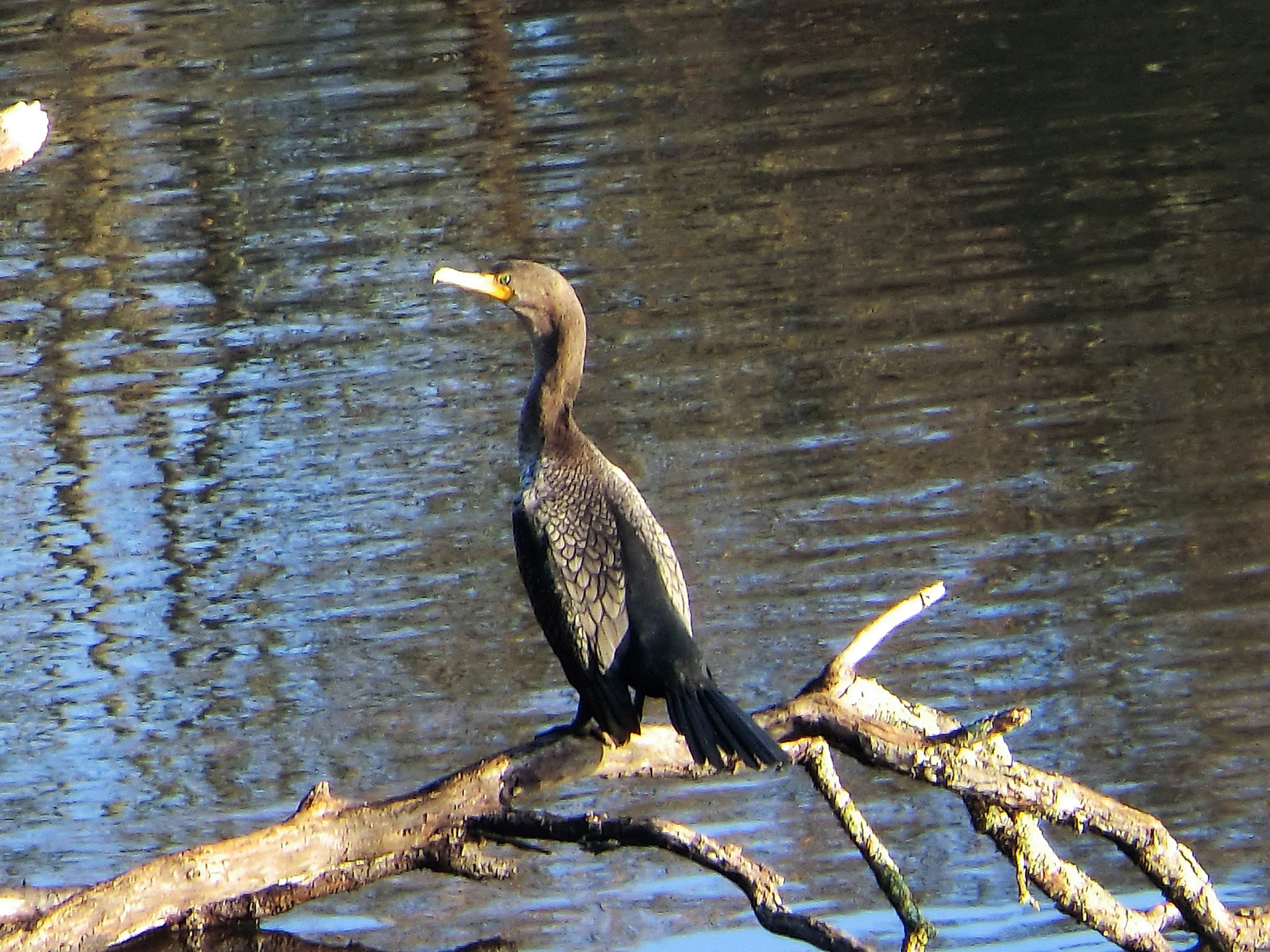 duck pond lake free photo