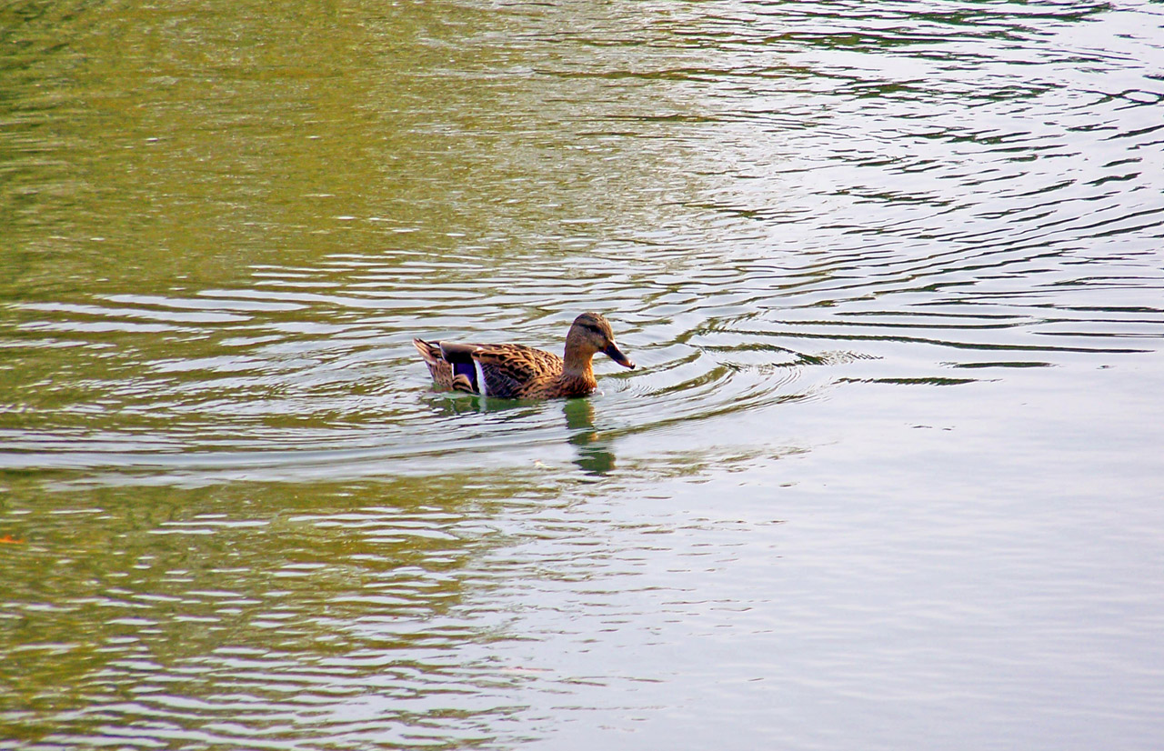 duck pond duck on pond free photo