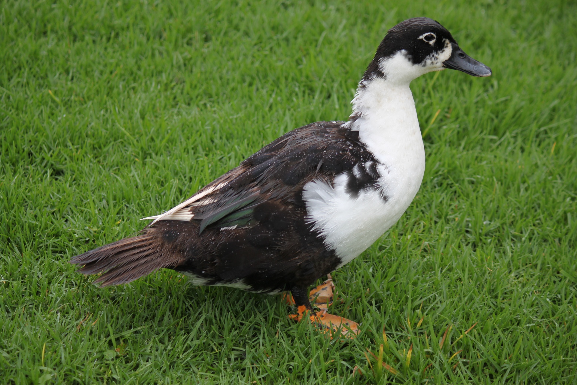 duck grass duck on the grass free photo