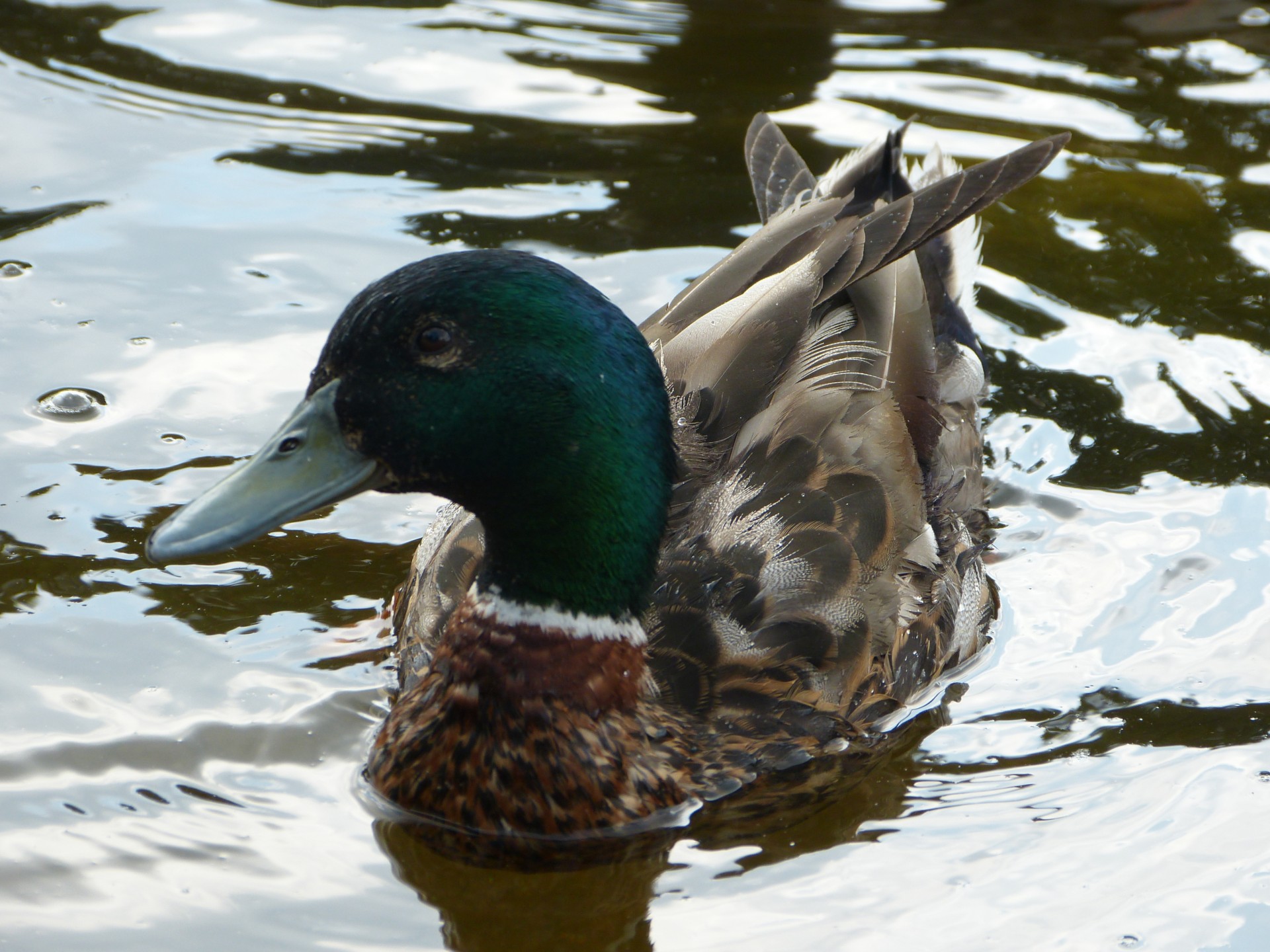 duck animal river free photo