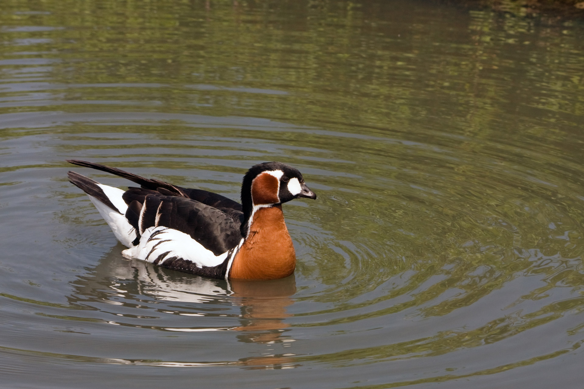 duck bird animal free photo