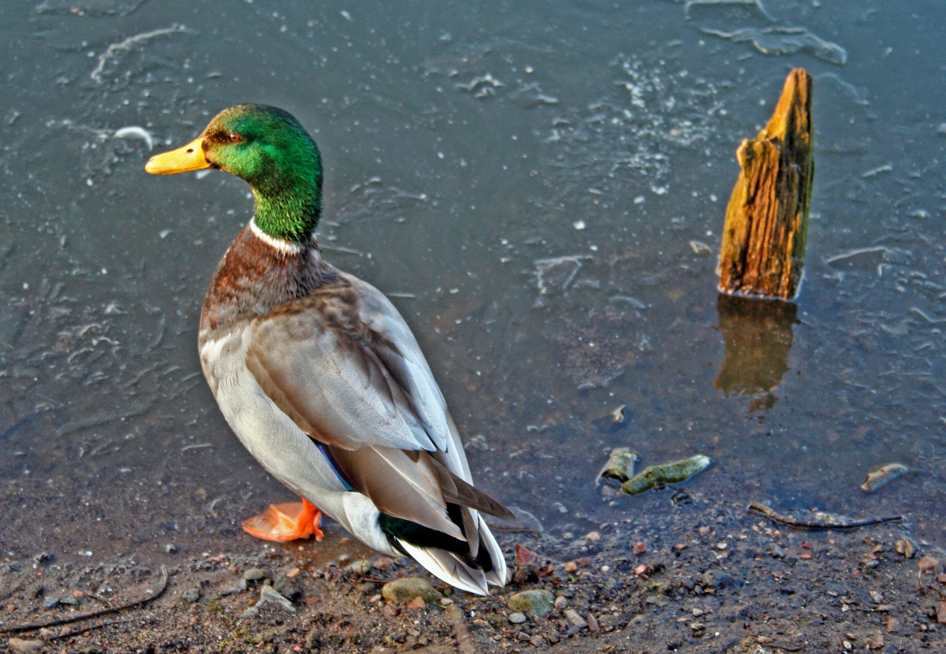 duck pond frozen free photo