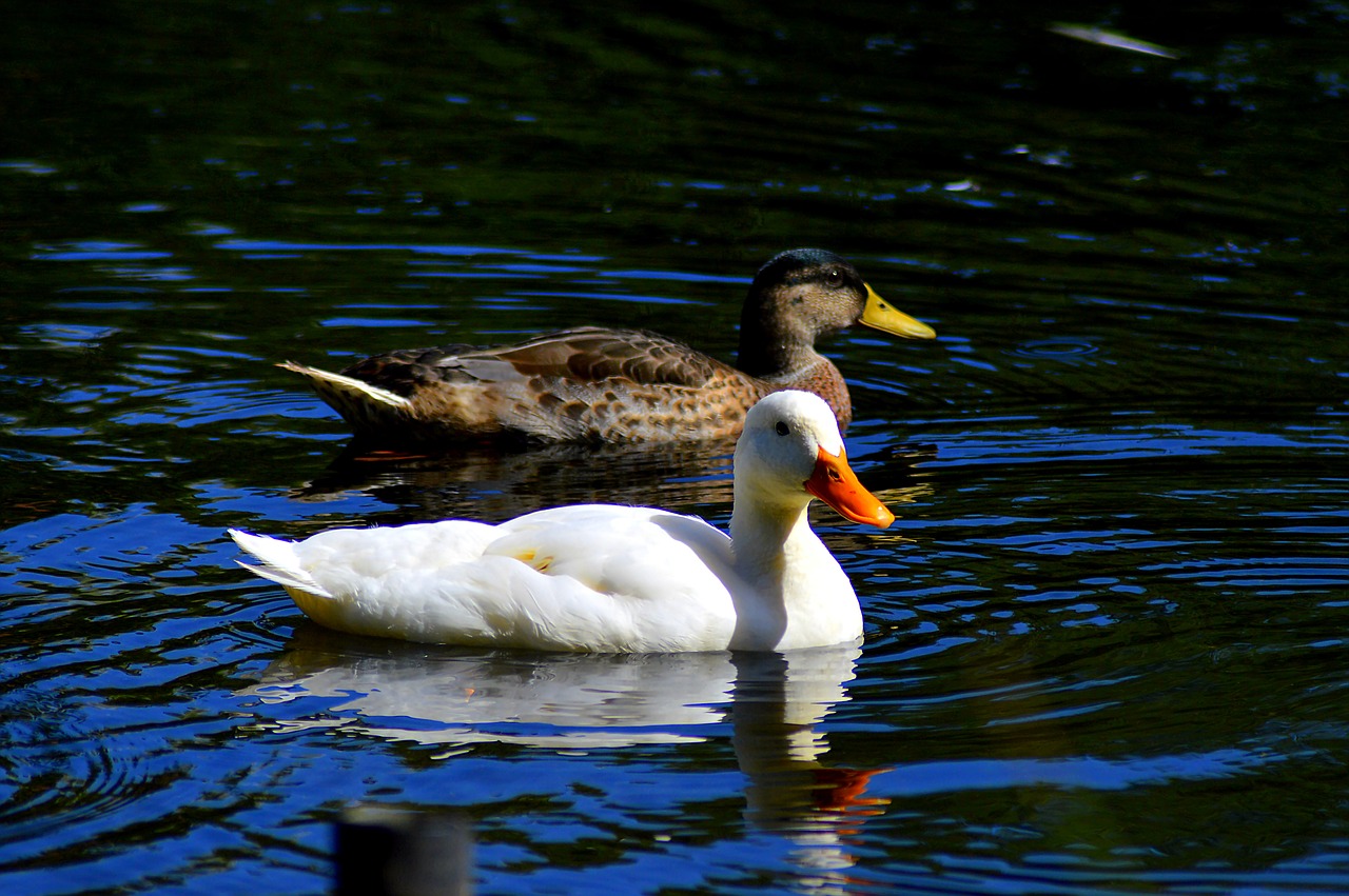 duck pond ducks swim free photo