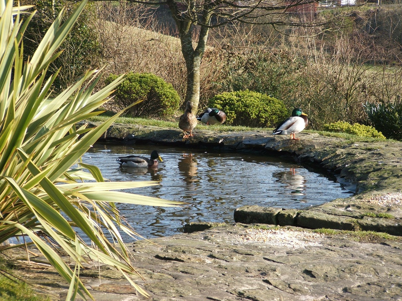 duck pond ducks ponds free photo
