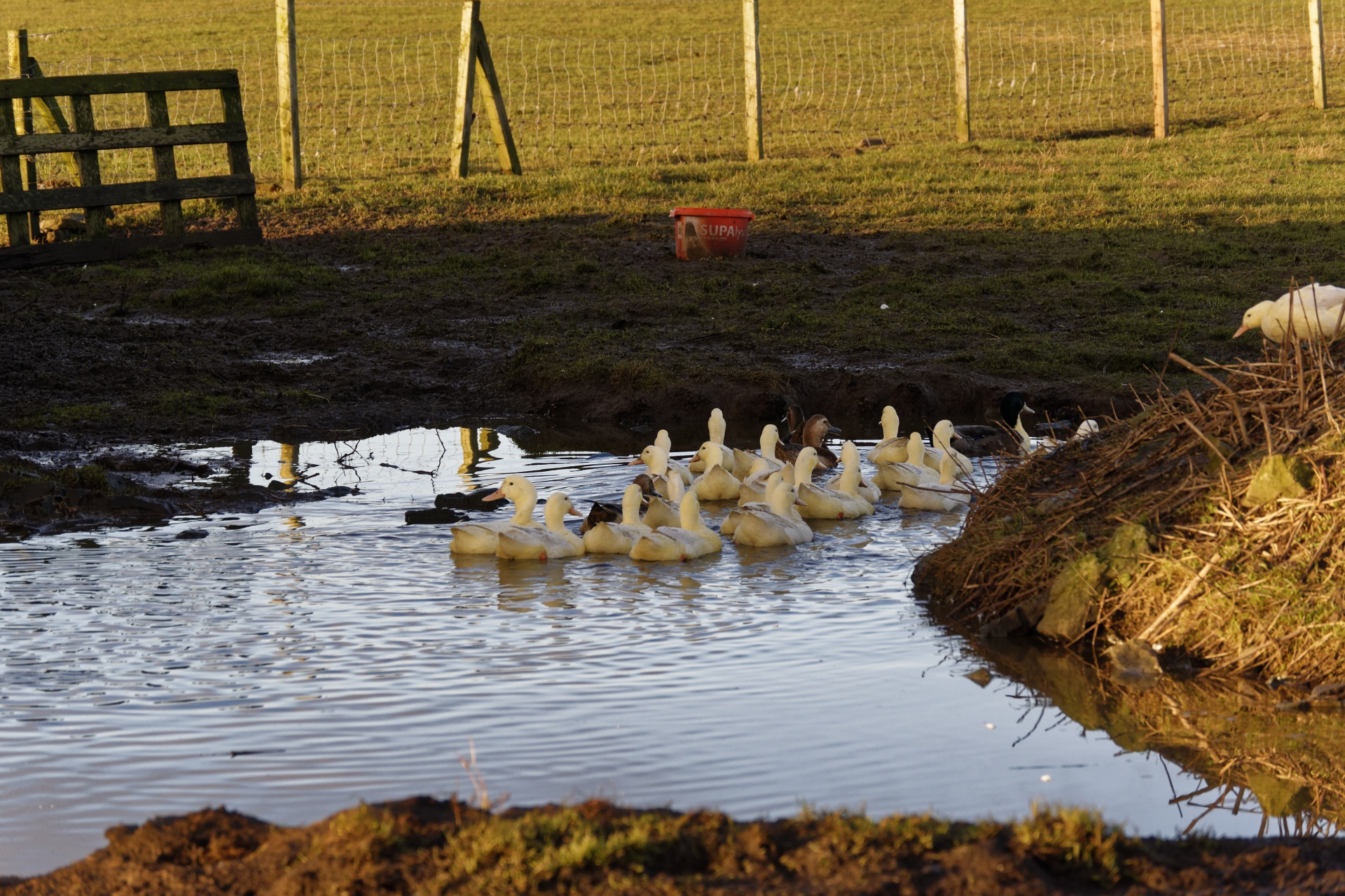 ducks farm animals free photo
