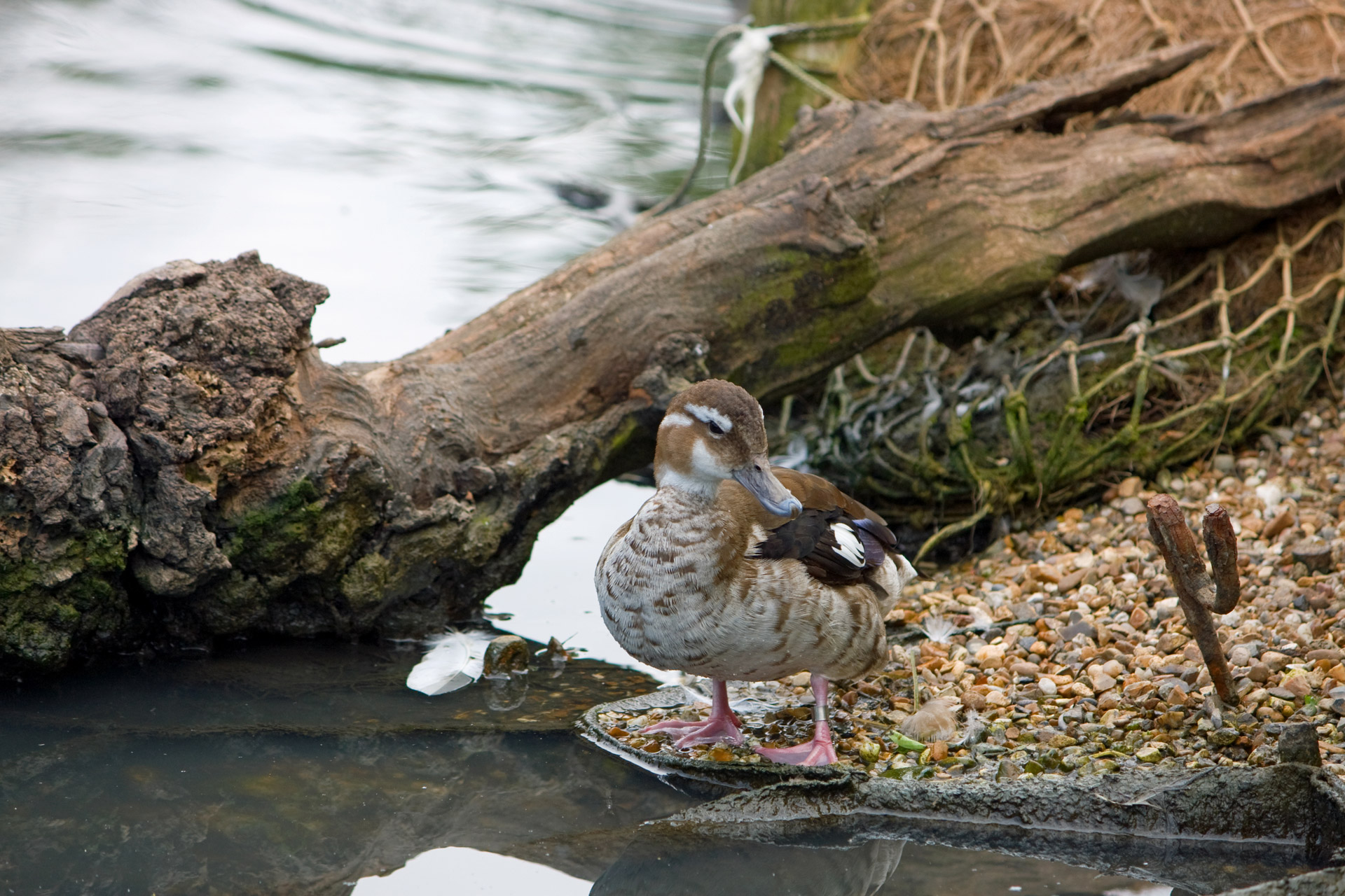 duck bird pretty free photo