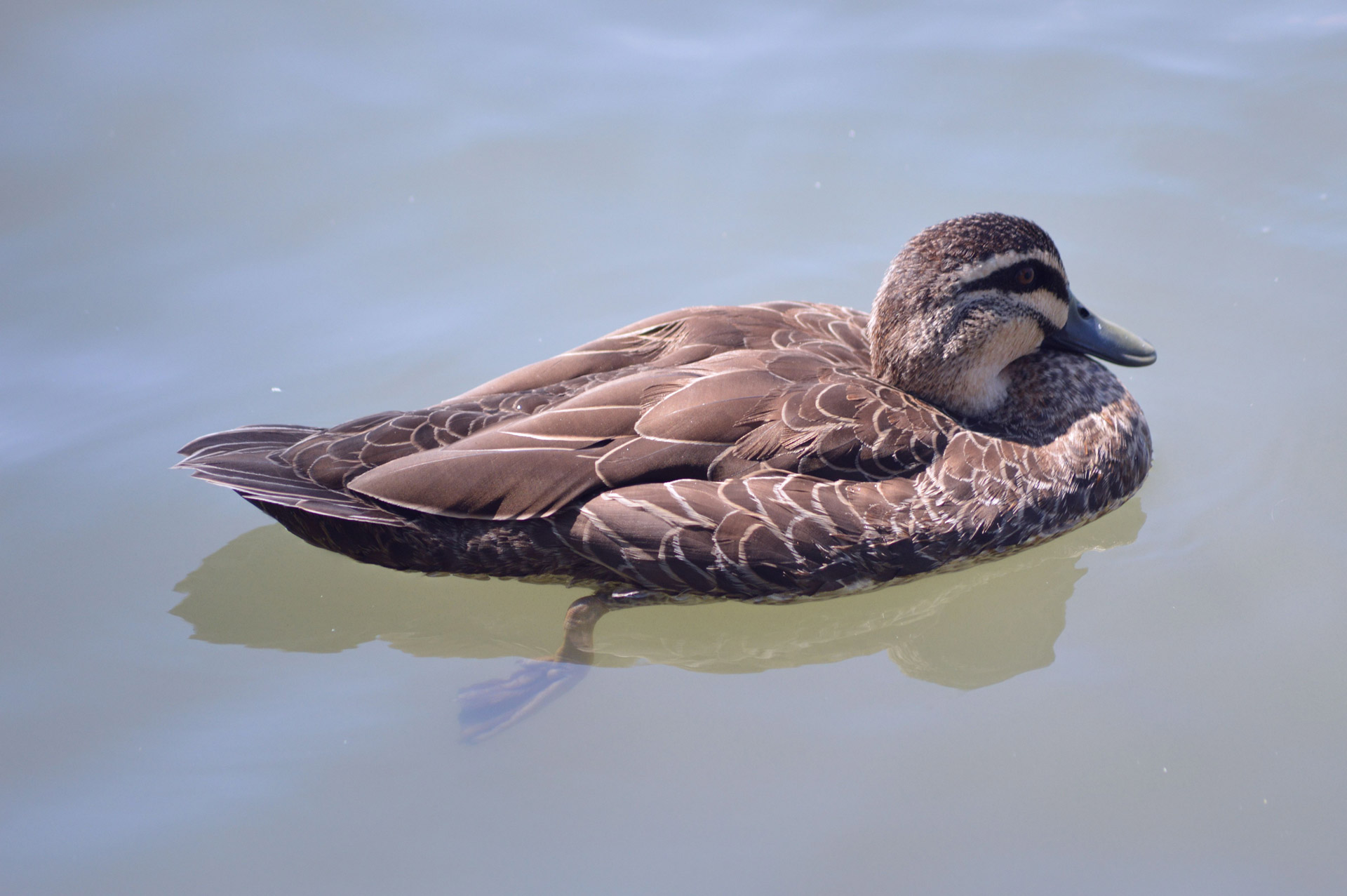 duck lake australia free photo