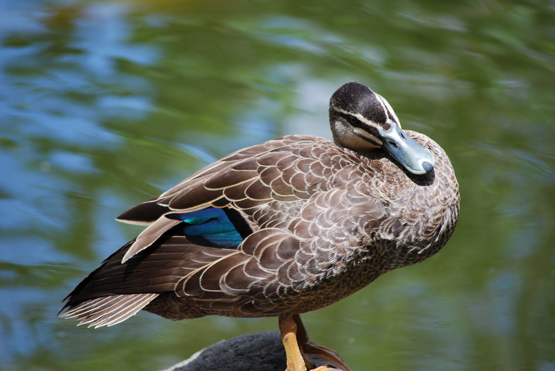 duck water duck posing free photo