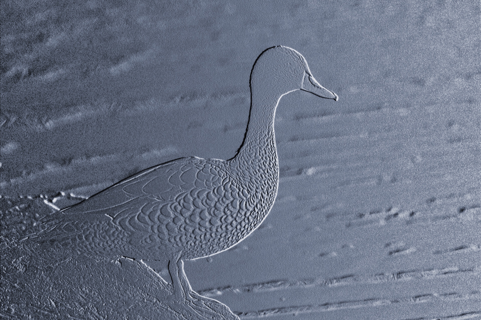 duck relief imprint free photo