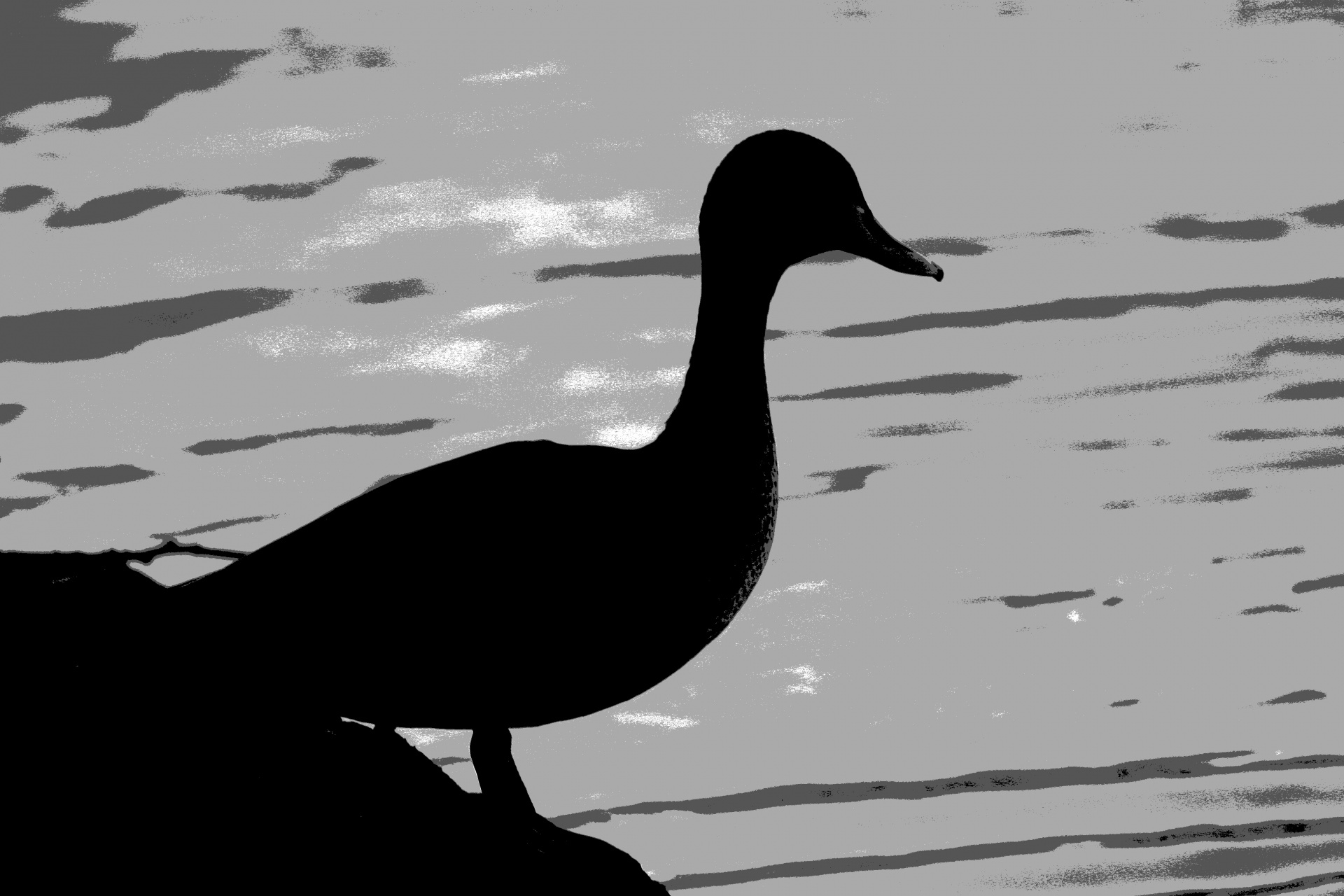 duck silhouette background free photo