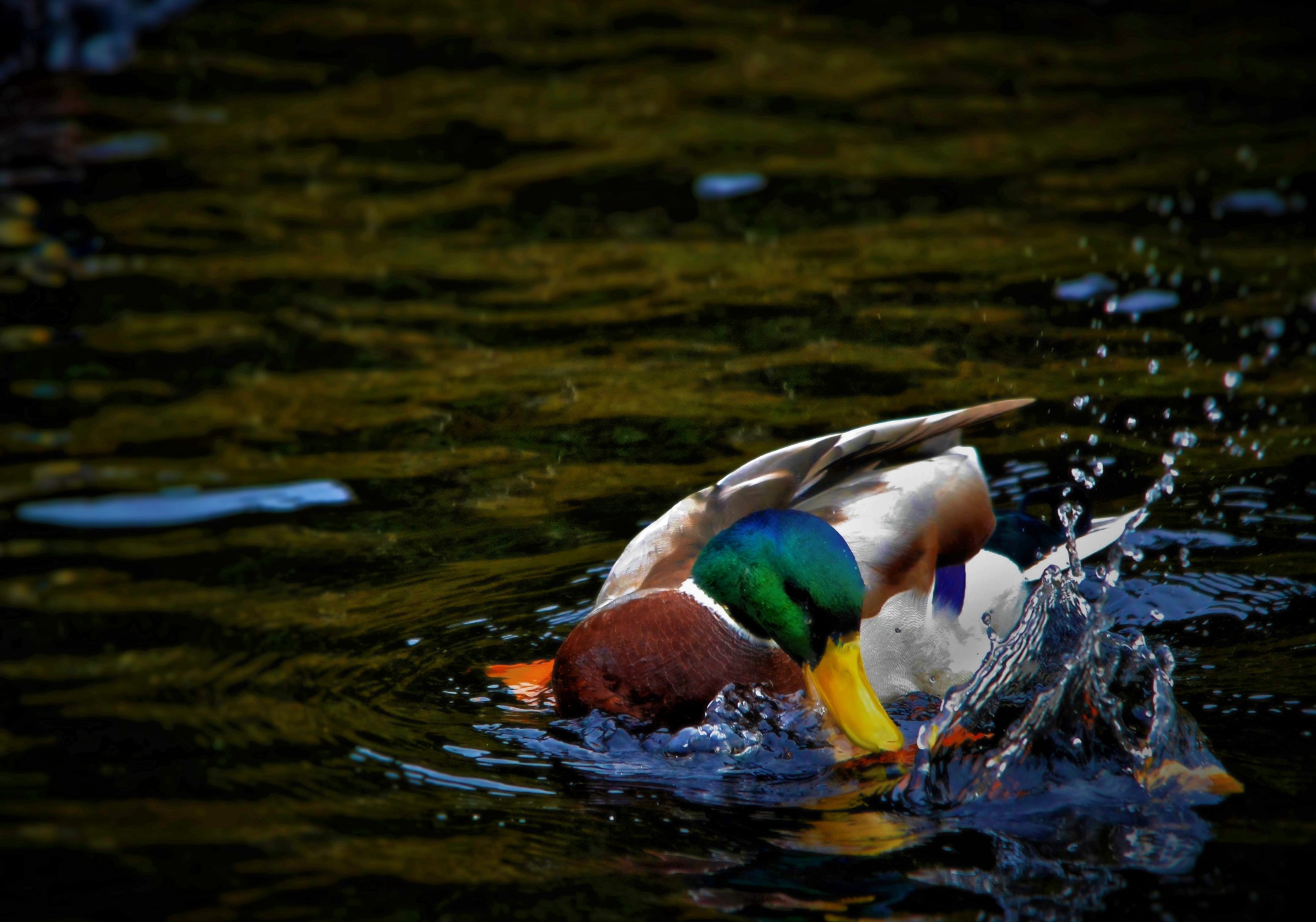 duck bird water free photo