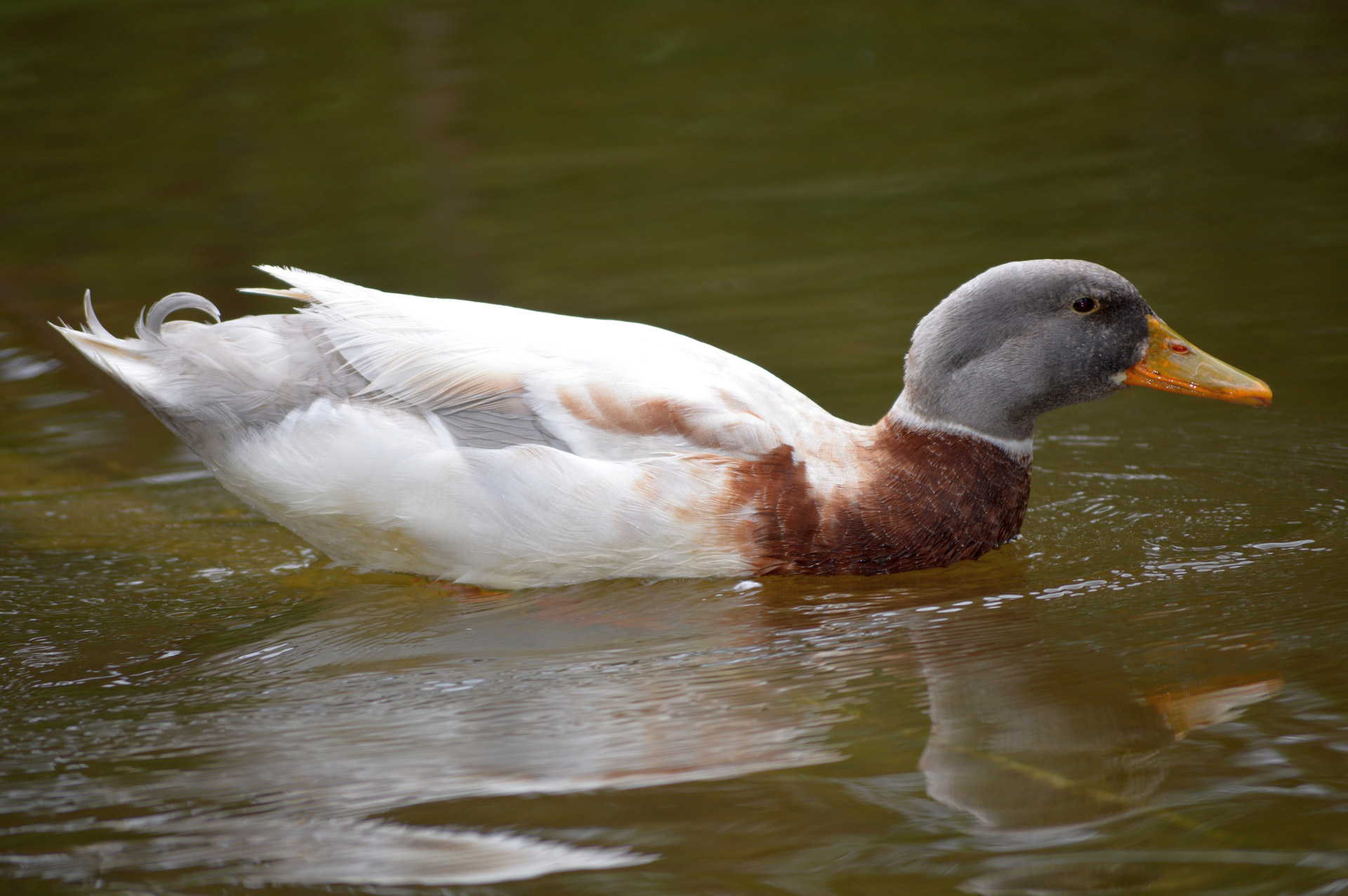 duck swimming water free photo