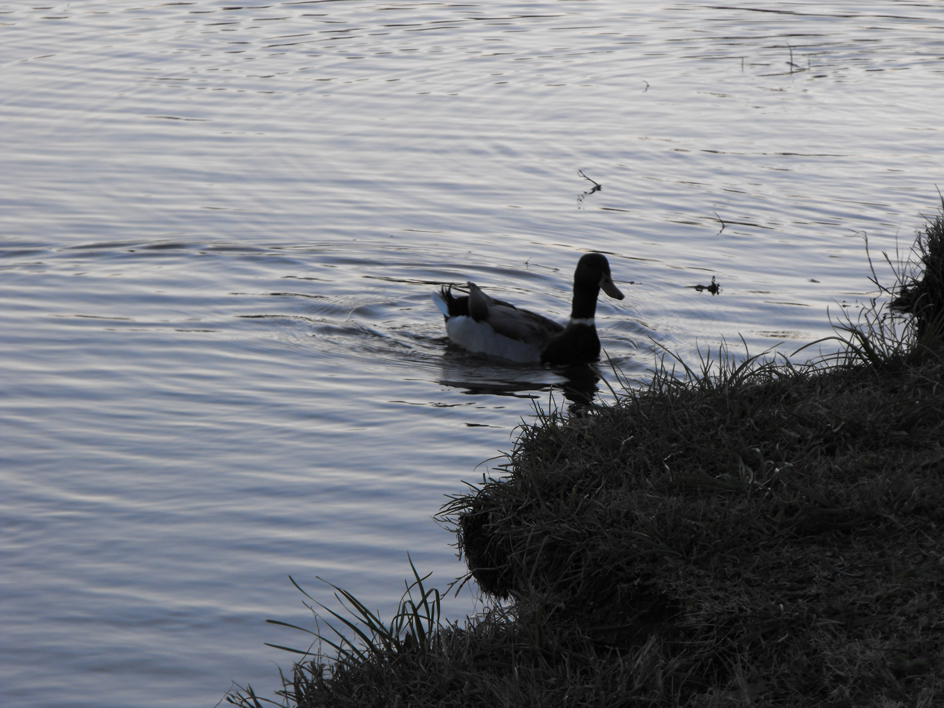 duck lake swim free photo