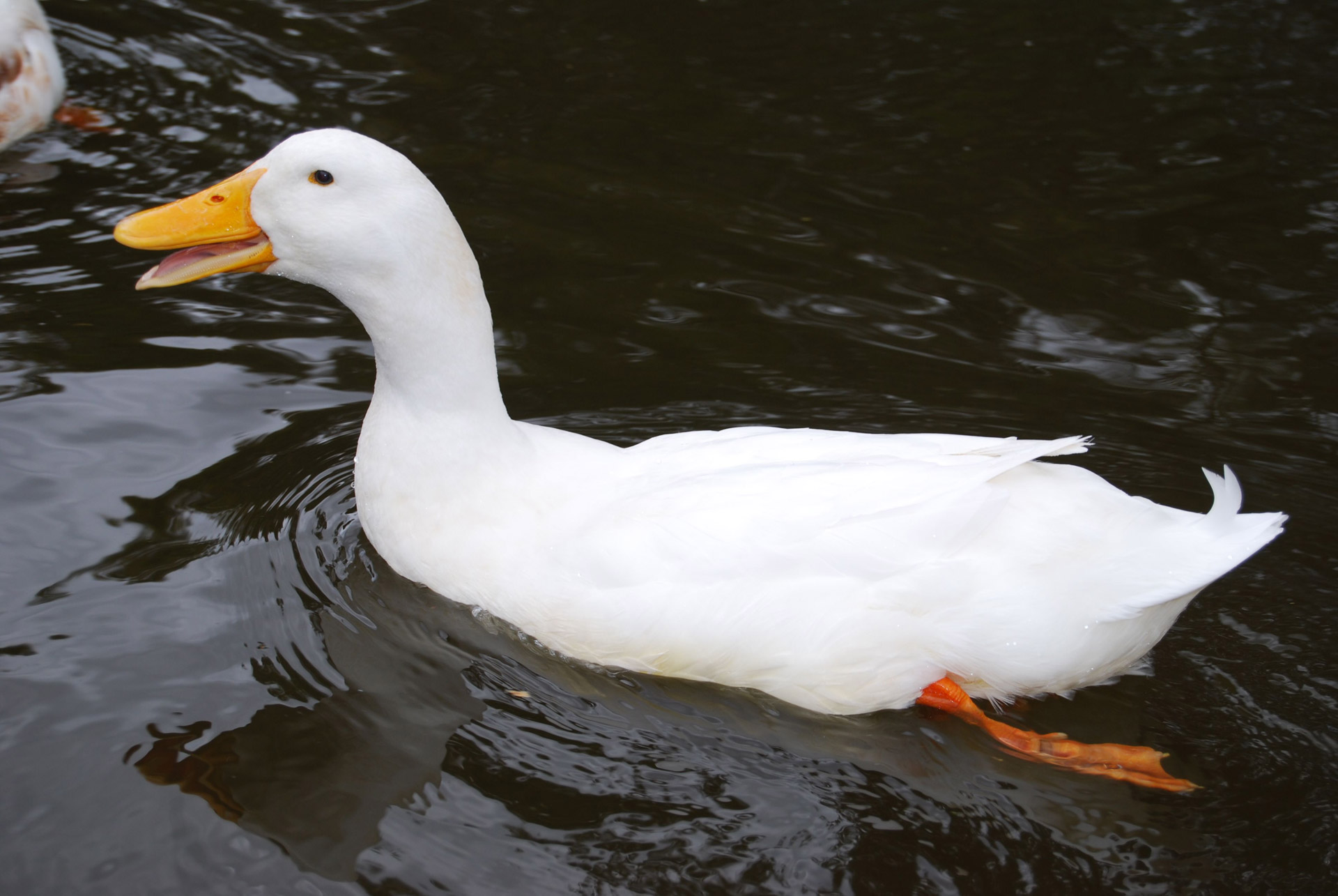 duck pond swimming free photo