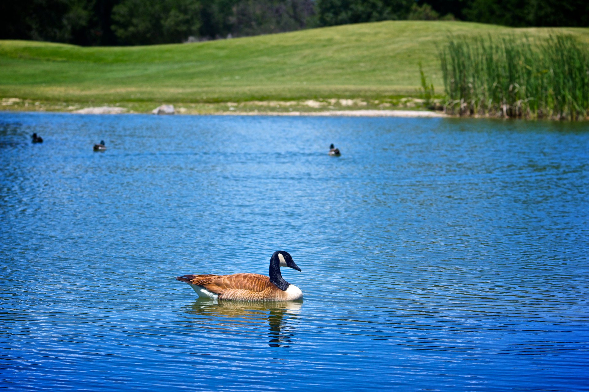 area blue water duck free photo