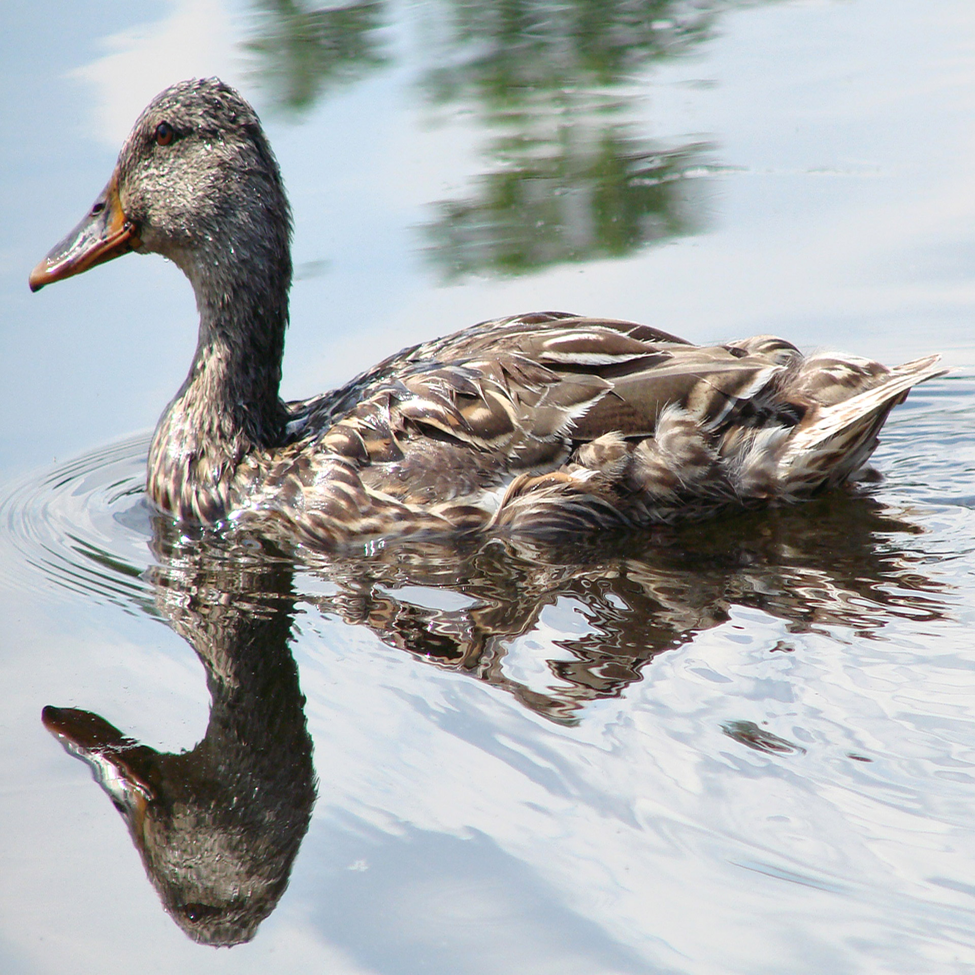 duck partial reflection water free photo