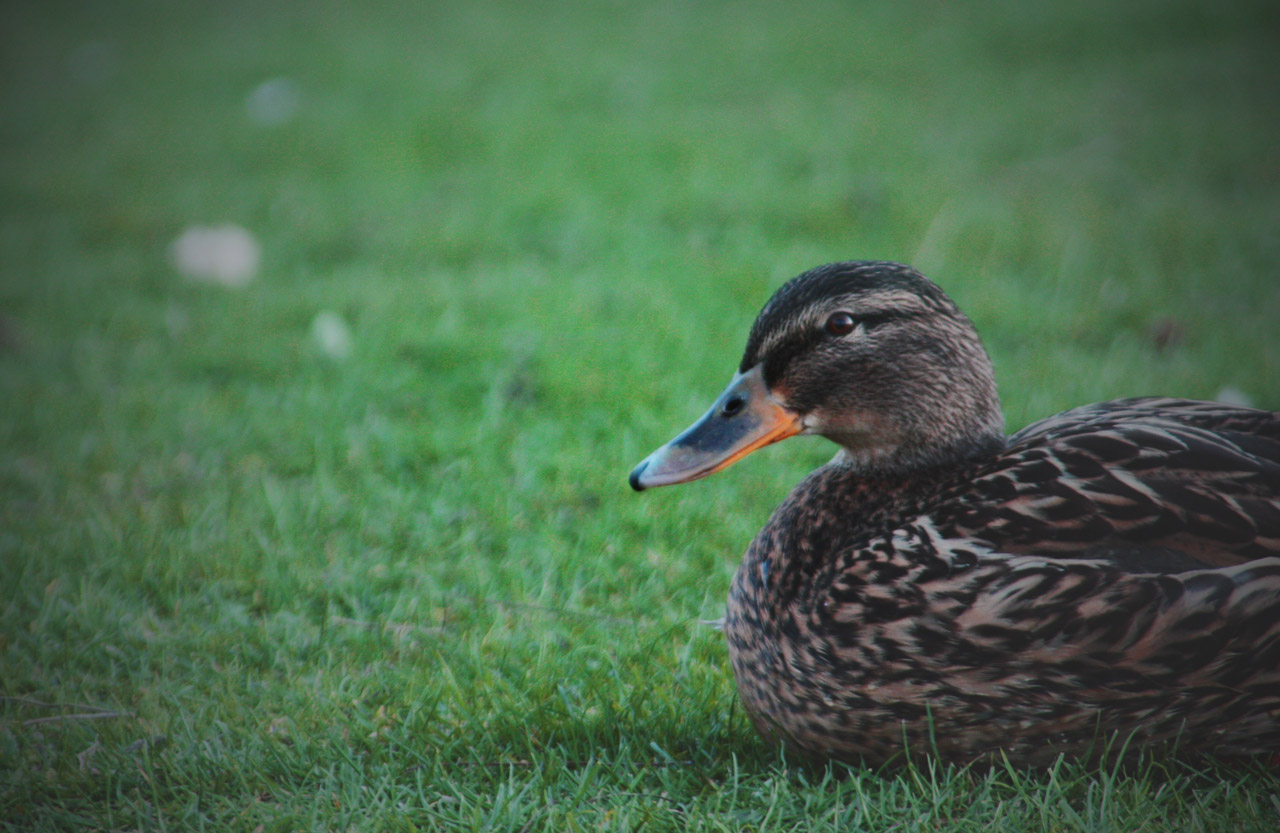 duck sitting resting free photo