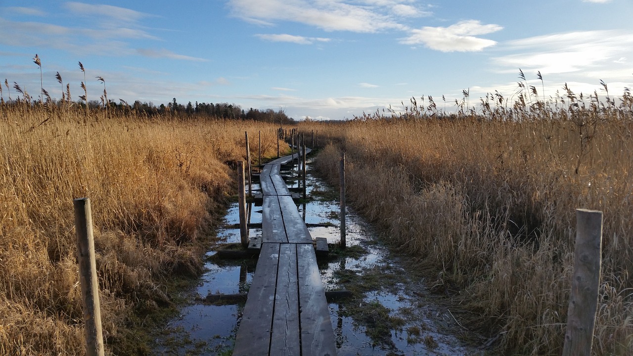 duckboards nature on the road free photo