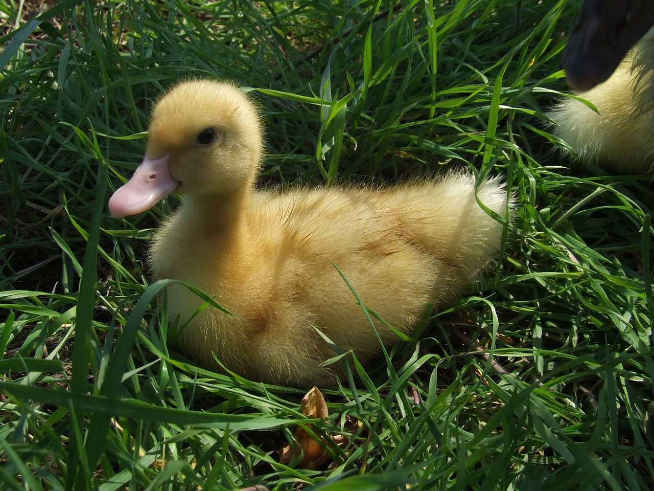 duckling yellow small spring free photo