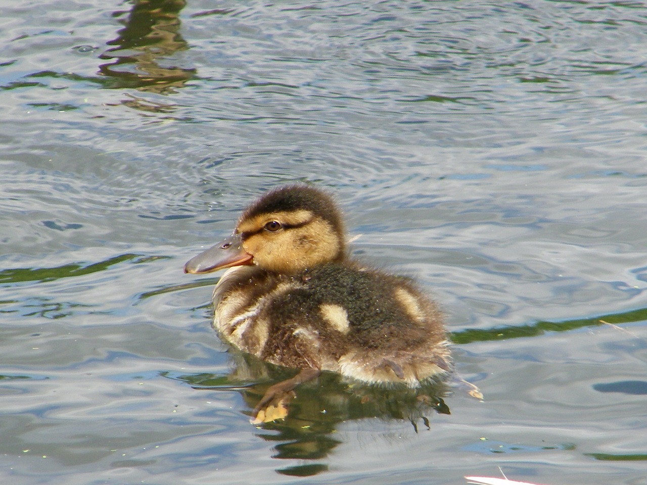 duckling pond water free photo