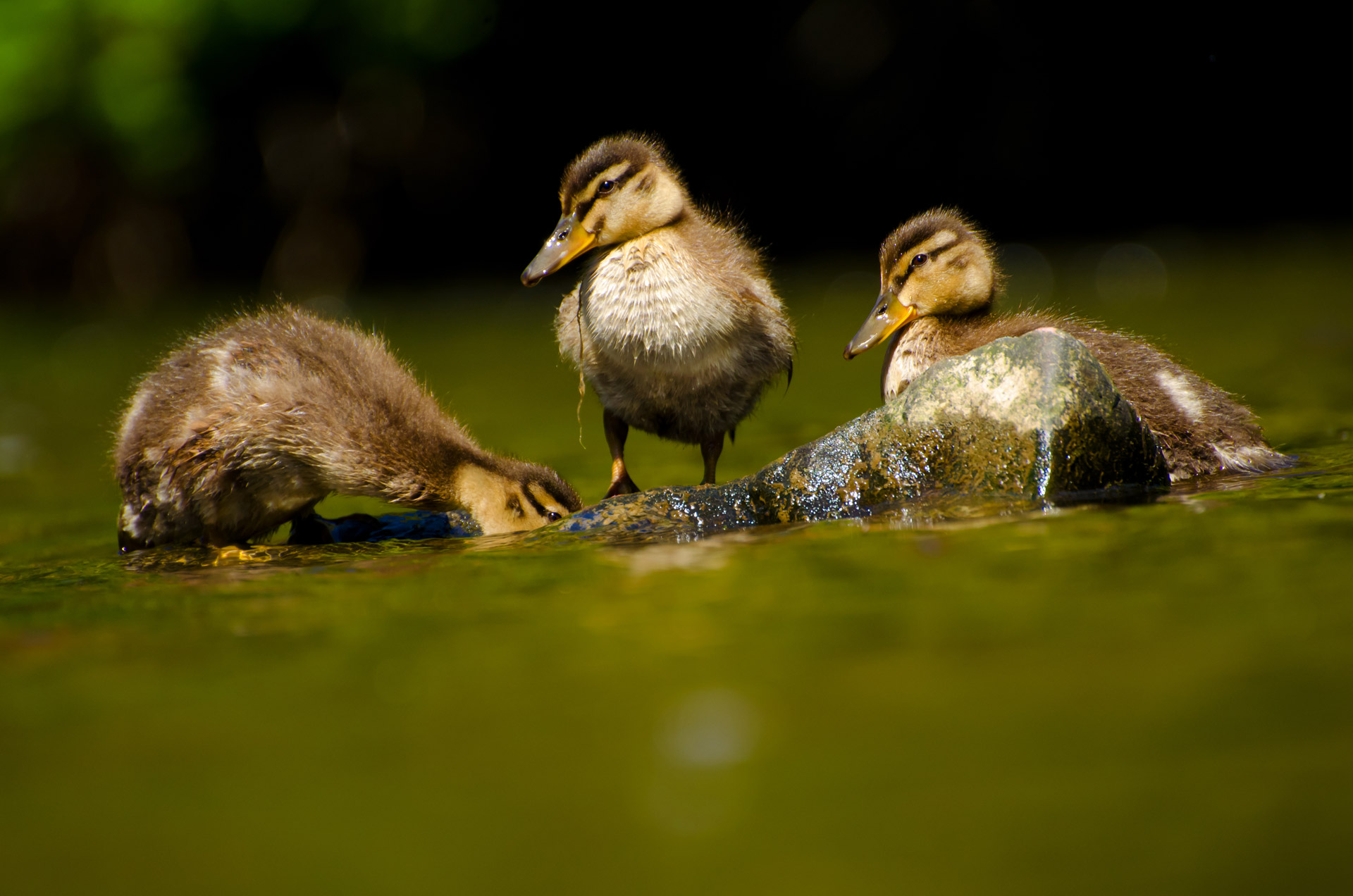 water isolated wet free photo