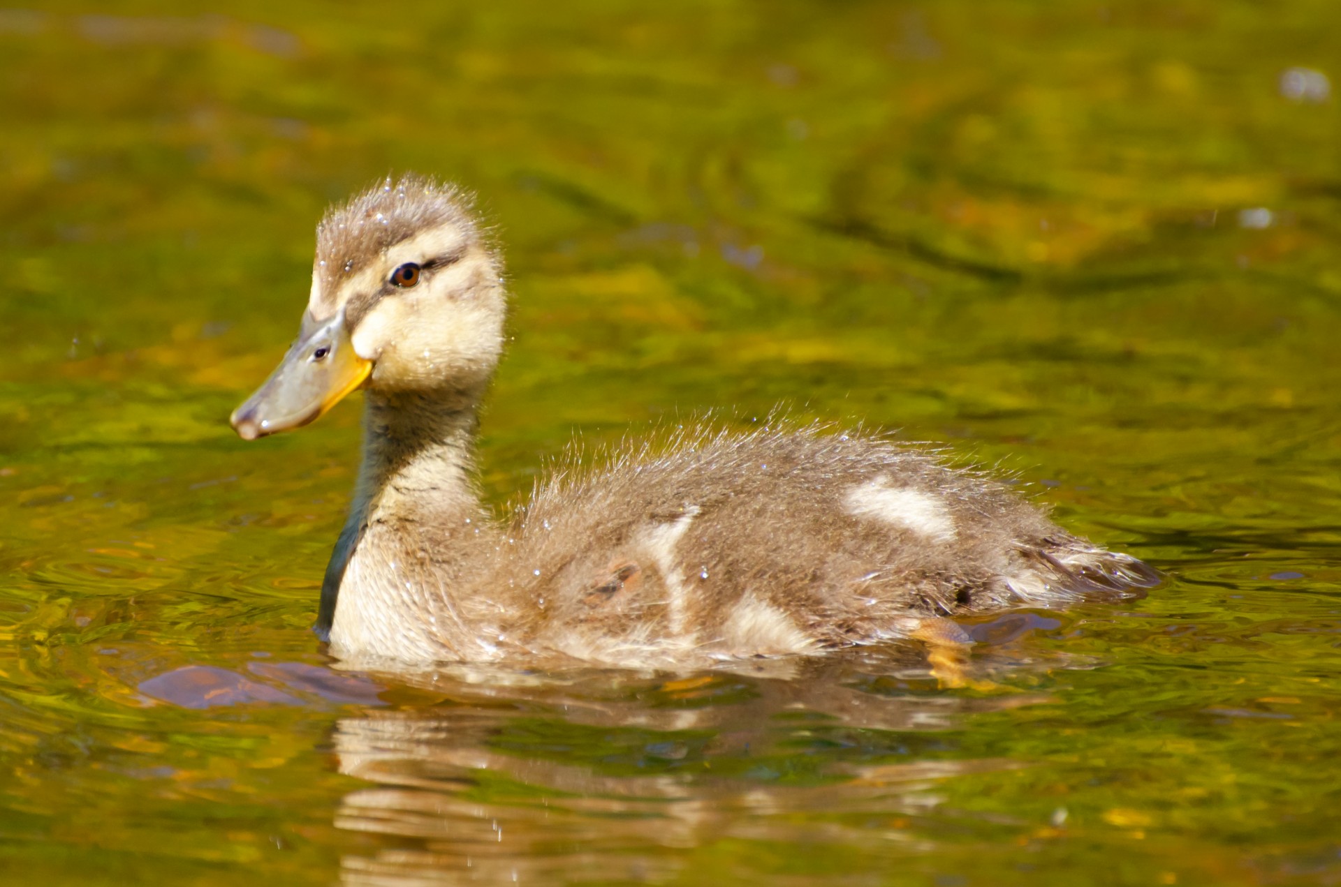 duck ducks baby free photo