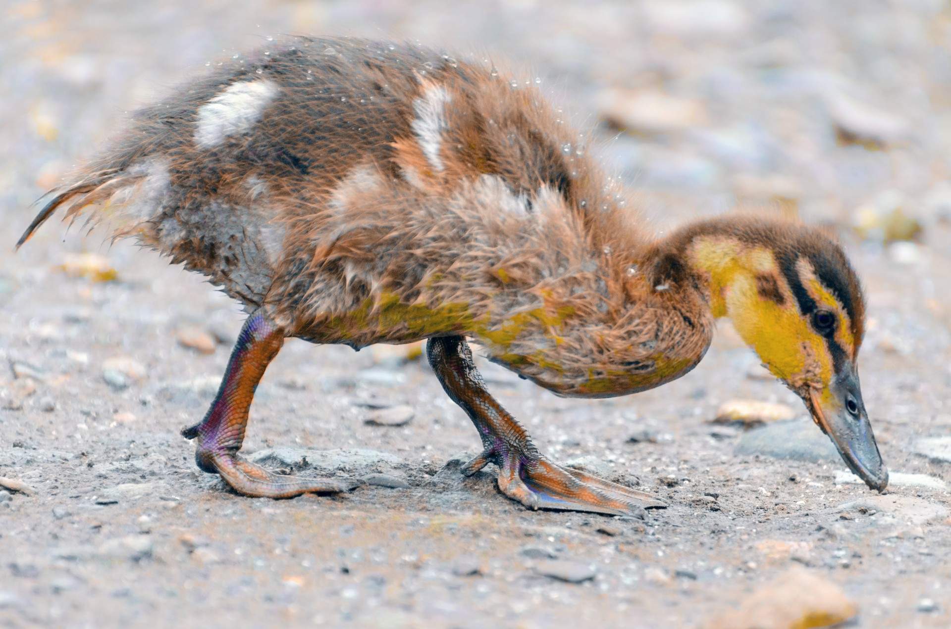 duckling animals small free photo