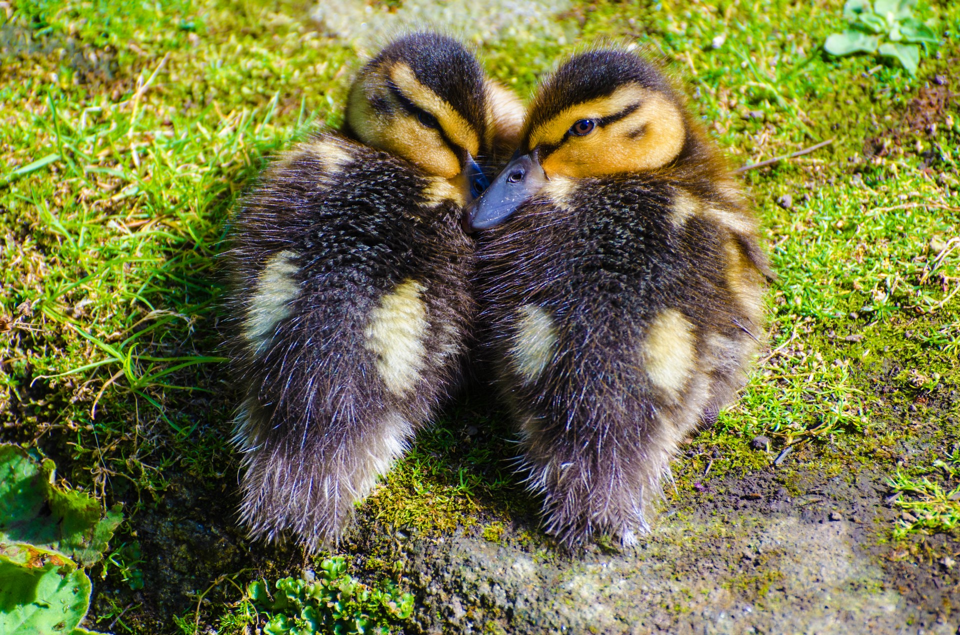 duckling animals small free photo