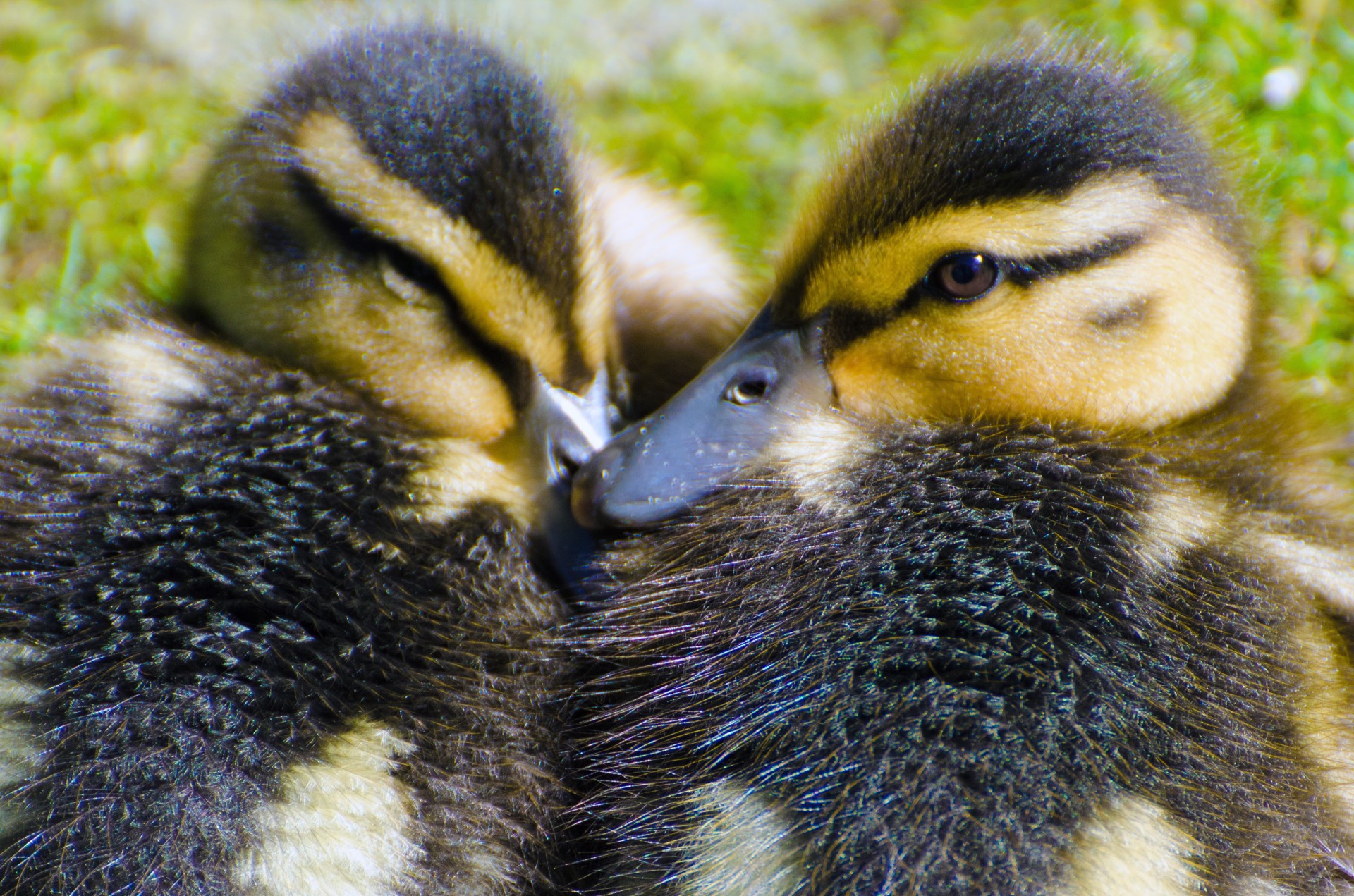 duckling animals small free photo