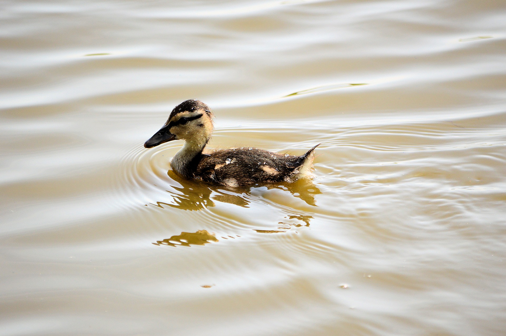 duckling duck cute free photo