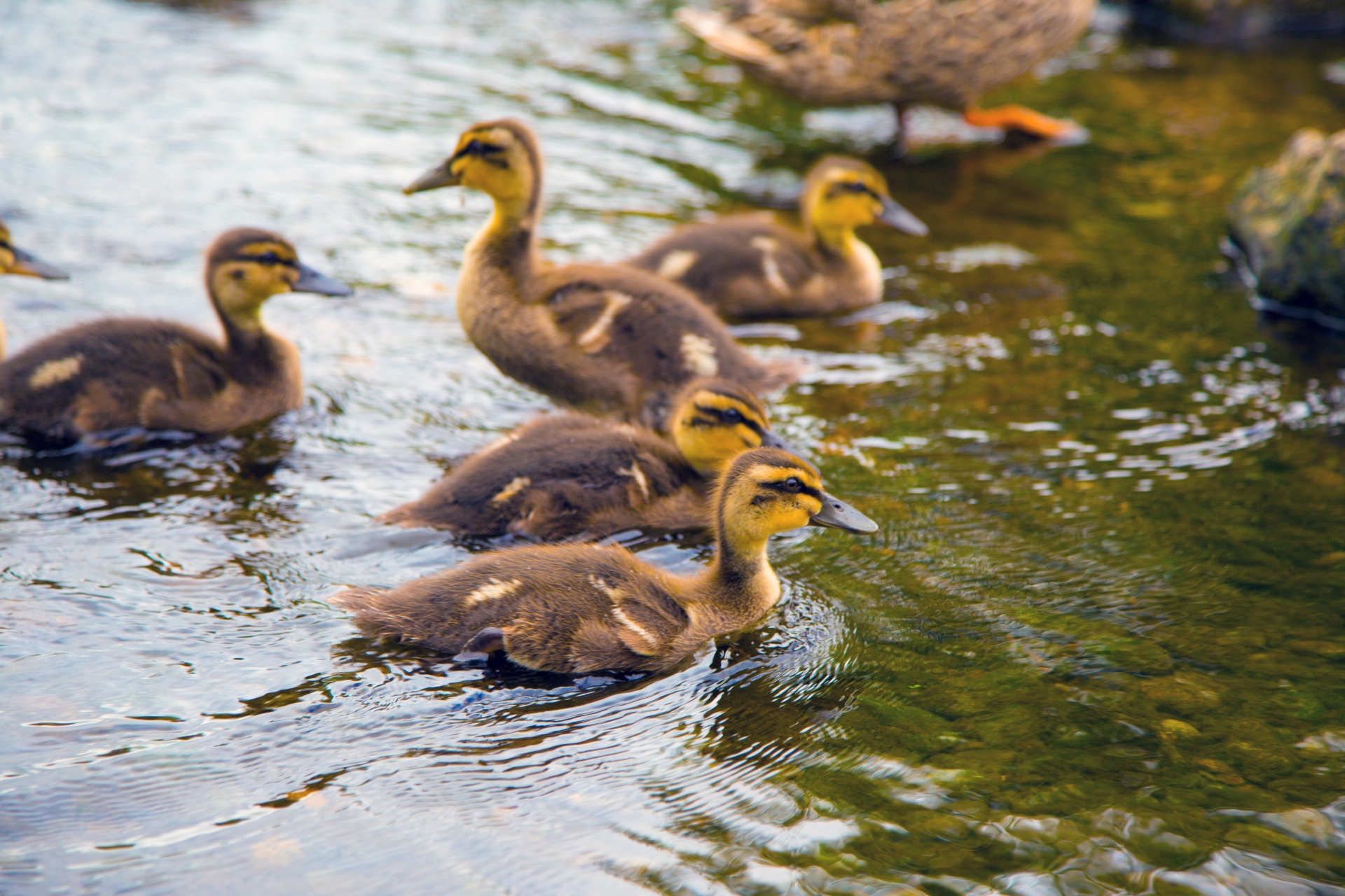 duckling animals animal free photo