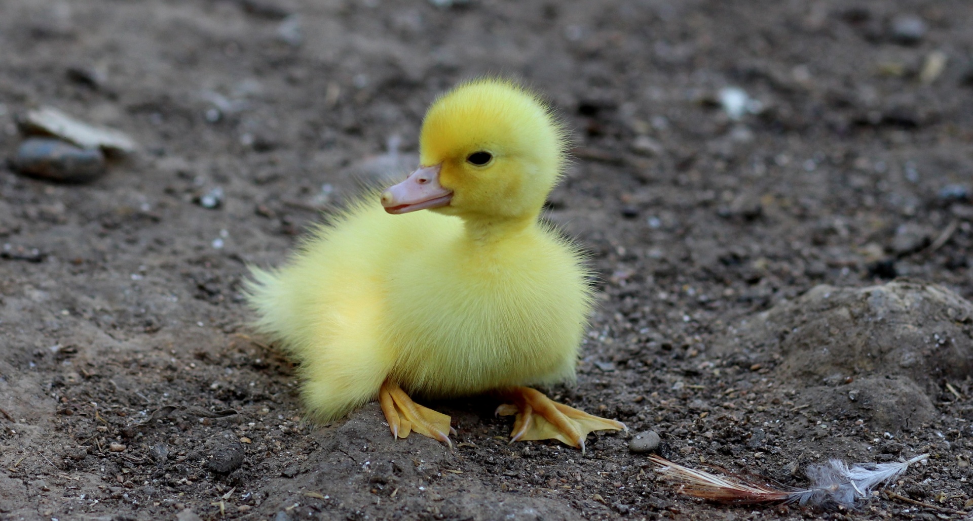 duck,duckling,baby,young,cute,bird,public domain,wallpaper,background,yellow,wildlife,nature,looking,duckling,free pictures, free photos, free images, royalty free, free illustrations, public domain