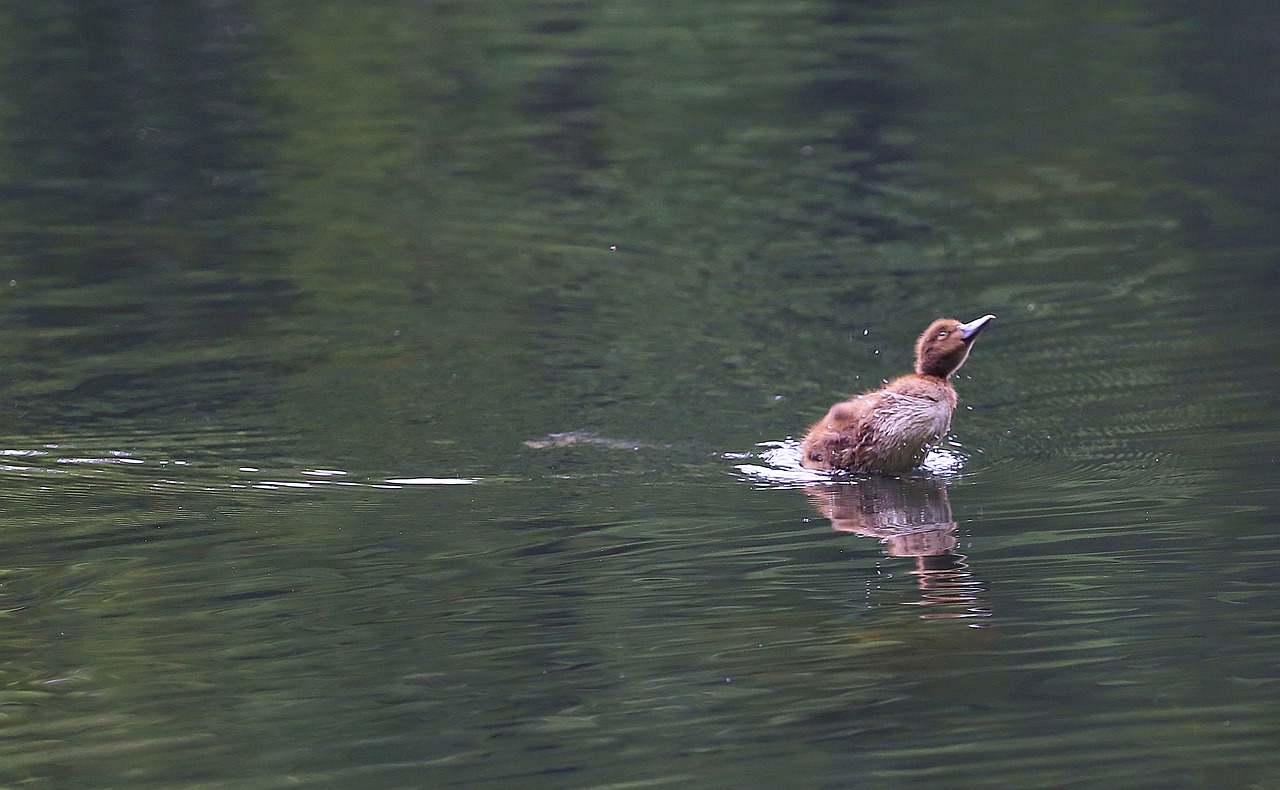 duckling little duck floats free photo