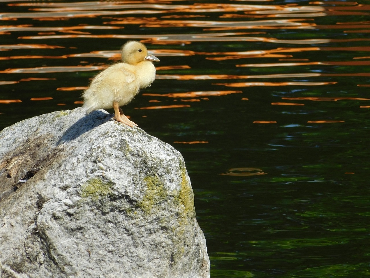 duckling lonely water free photo