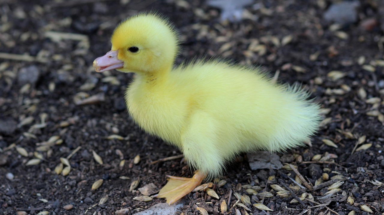 duckling birds yellow free photo