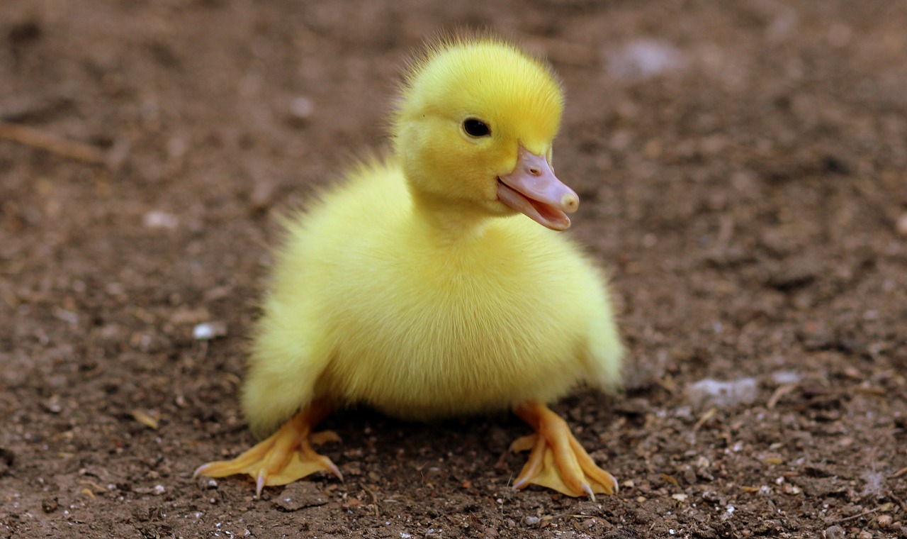 duckling birds yellow free photo