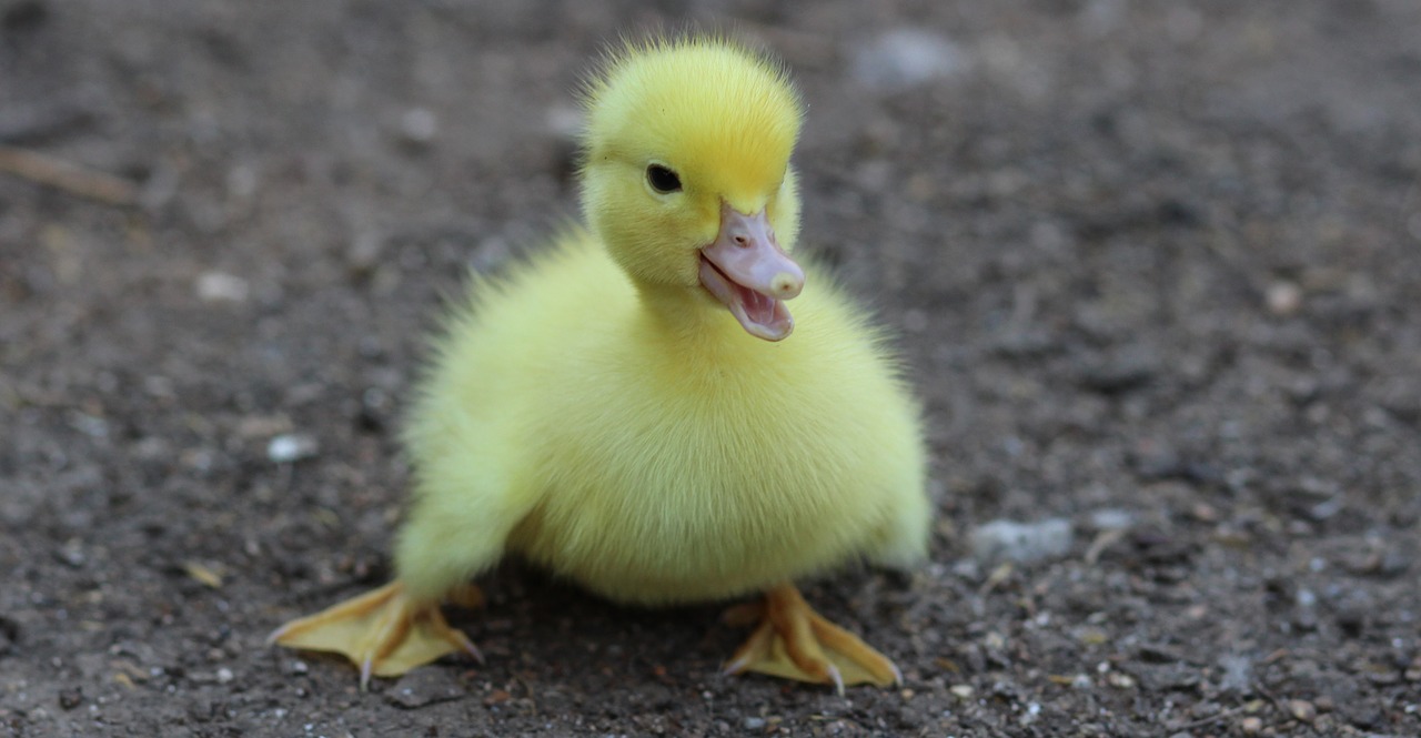 duckling birds yellow free photo