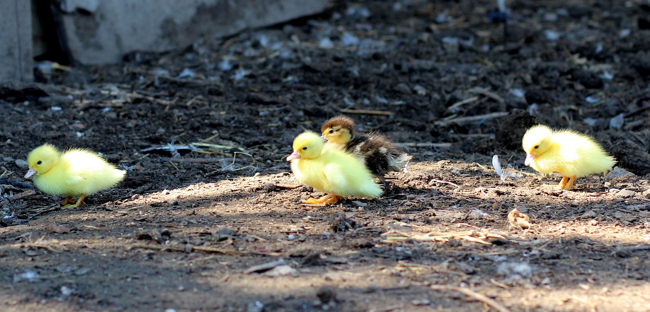 duckling birds yellow free photo