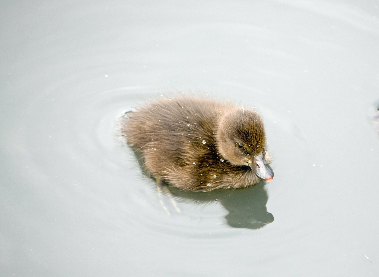 duckling duck baby duckling free photo