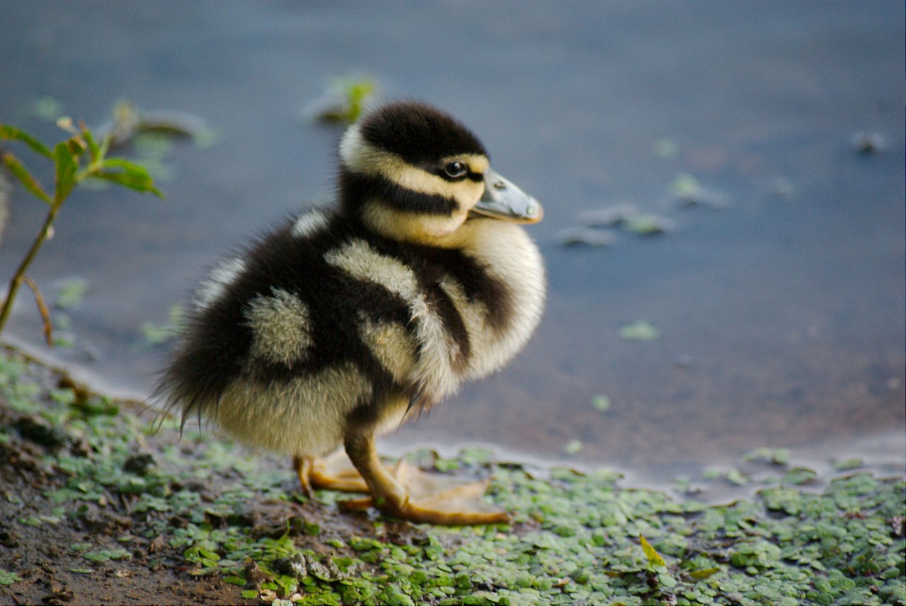 duckling duck bird free photo