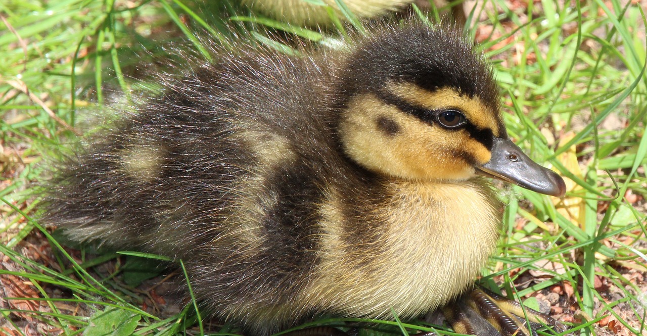 duckling duck yellow free photo