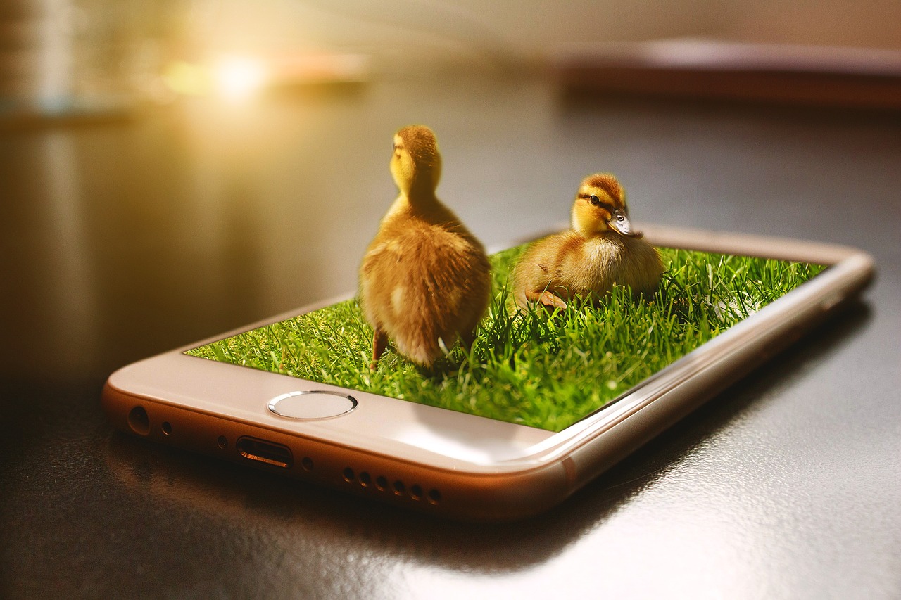 duckling phone 3dmanipulation free photo