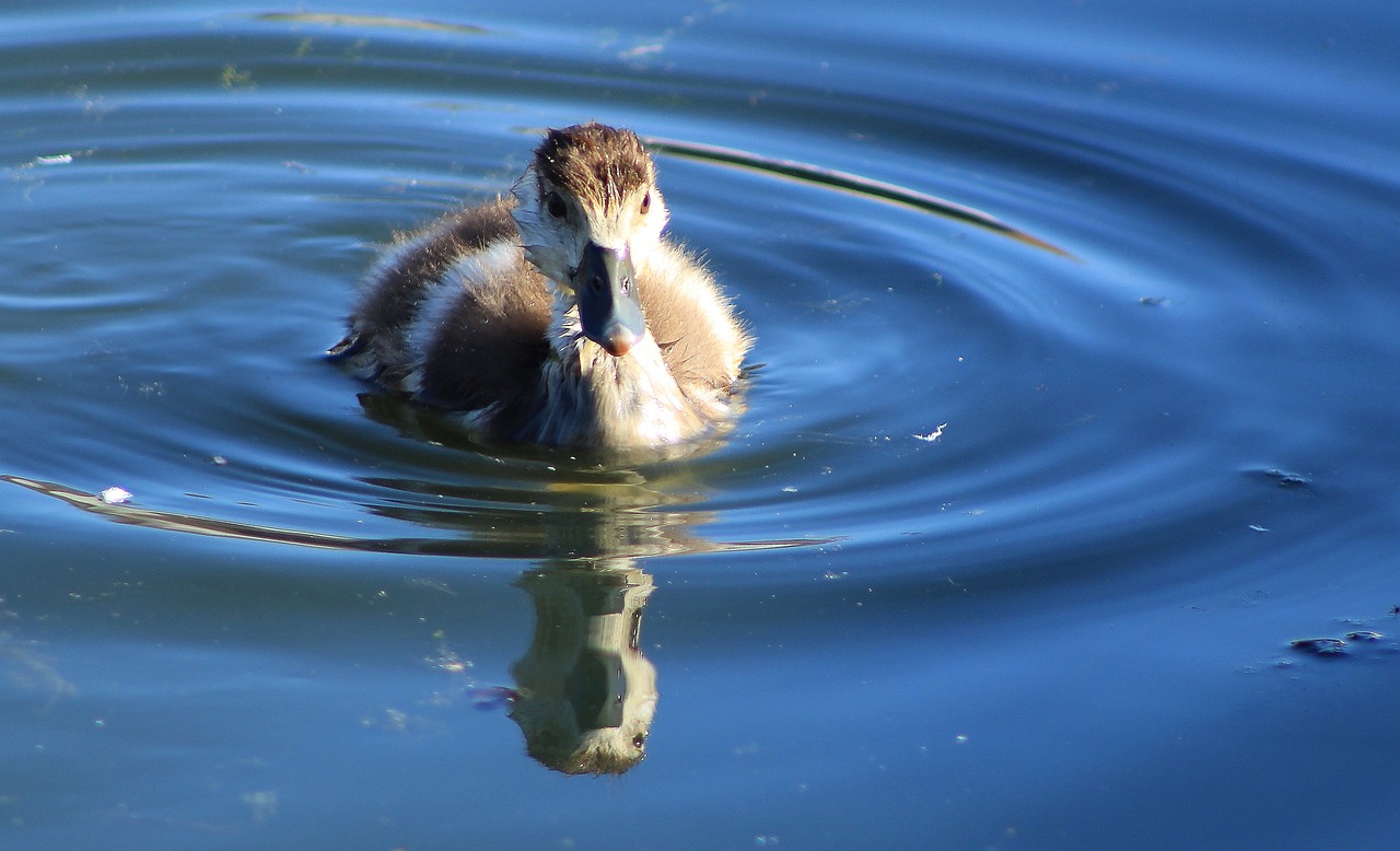 duckling water duck free photo