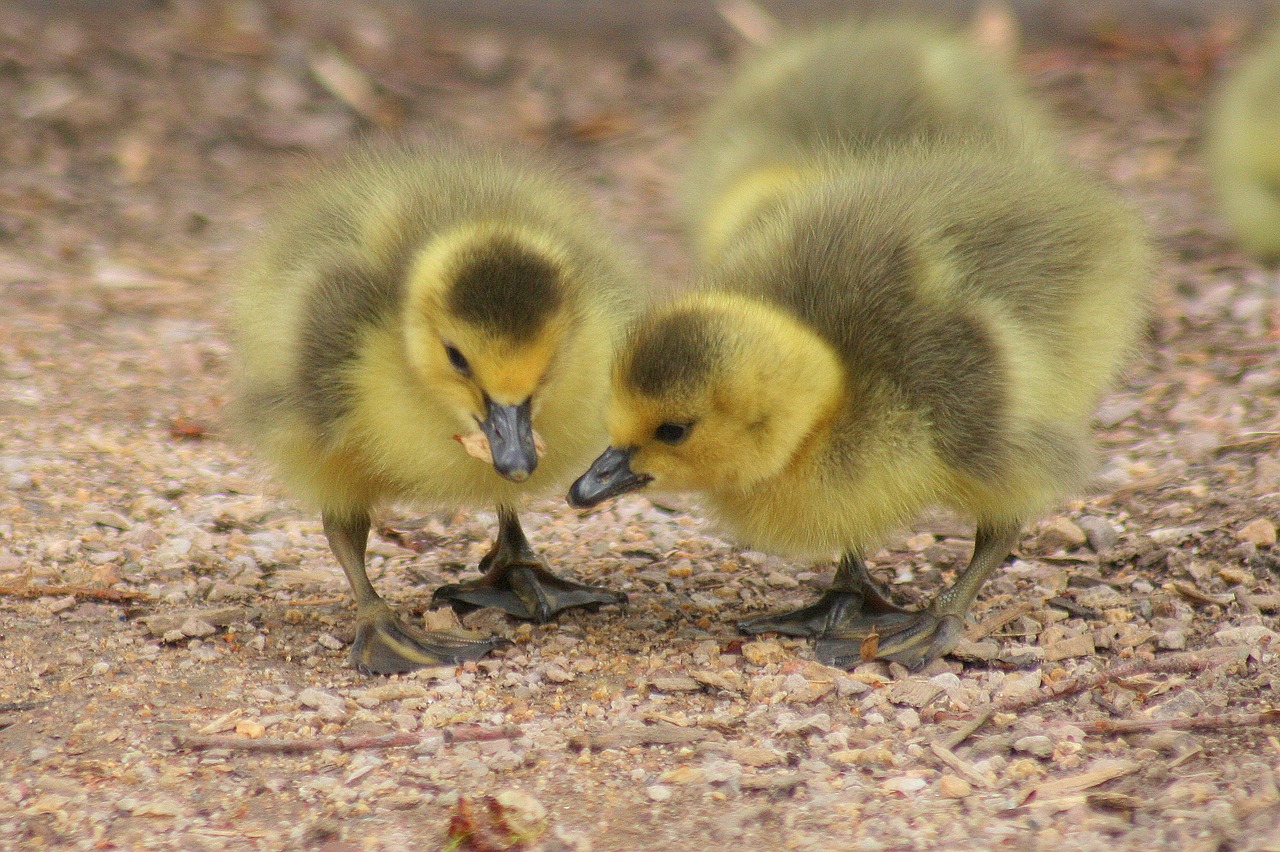 duckling fluffy sibling free photo