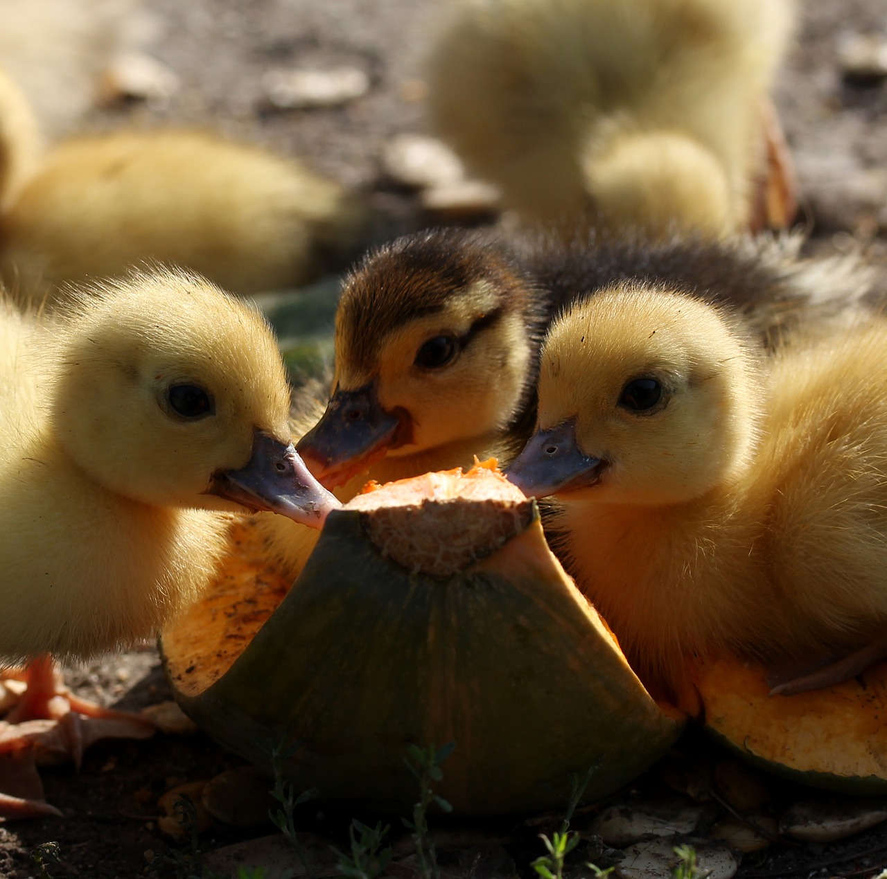 duckling fluffy cute free photo