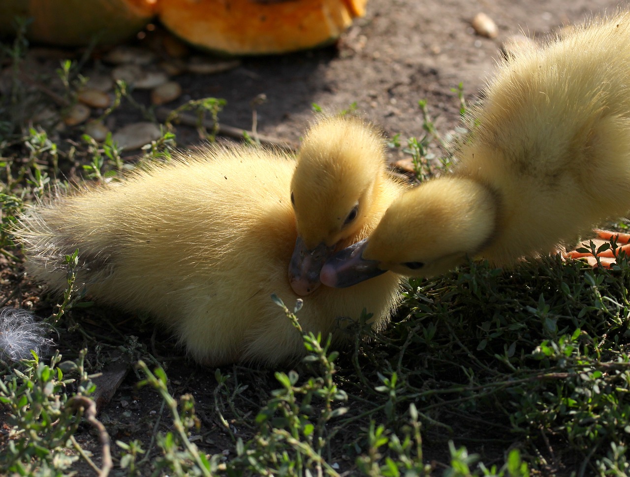 duckling fluffy cute free photo