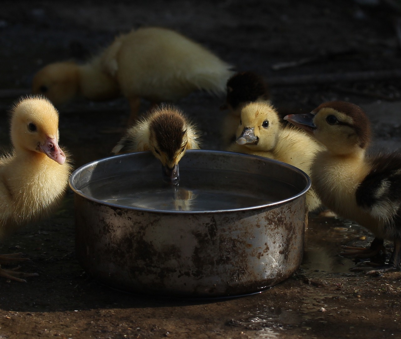 duckling fluffy cute free photo