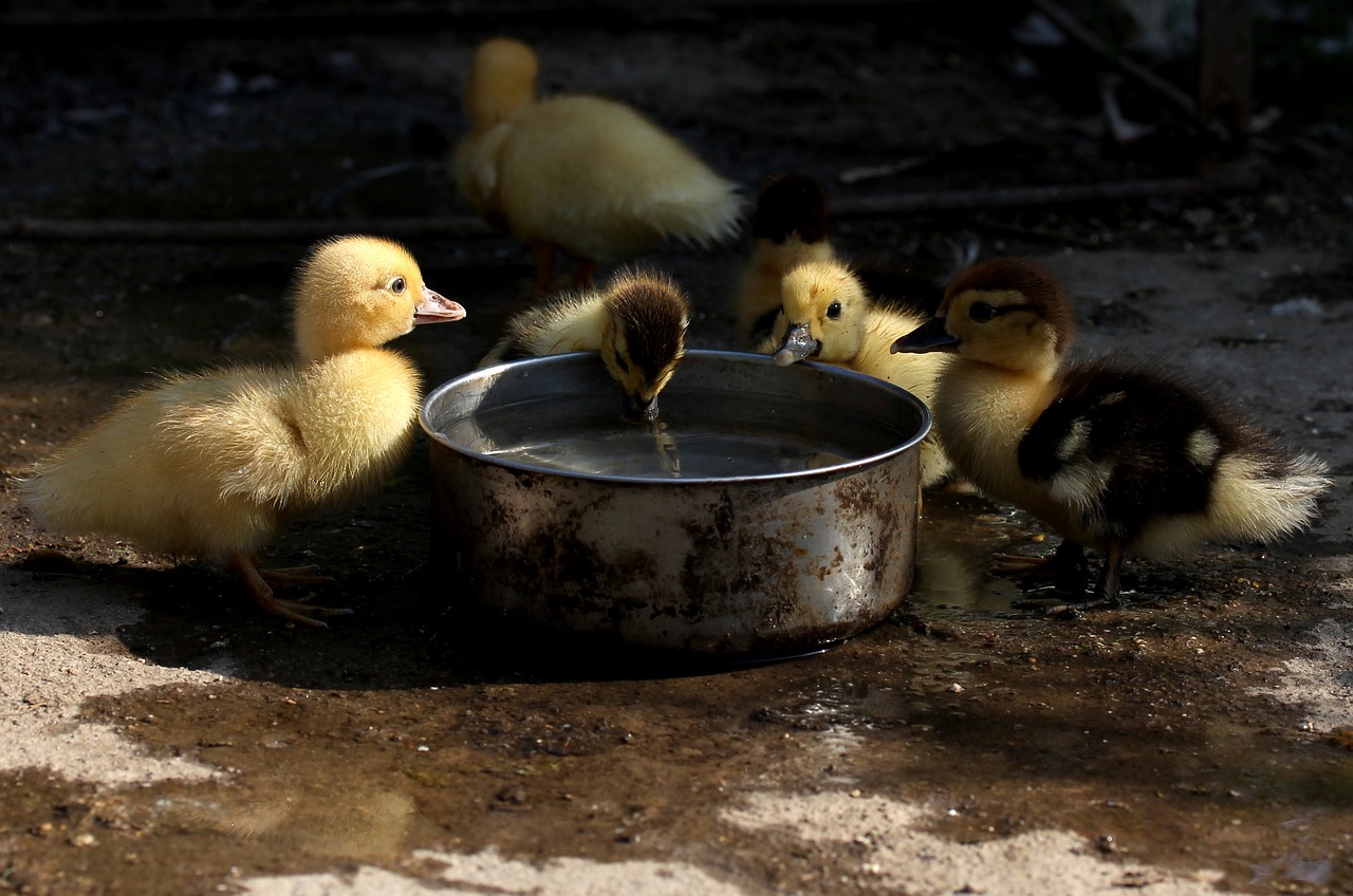 duckling fluffy cute free photo