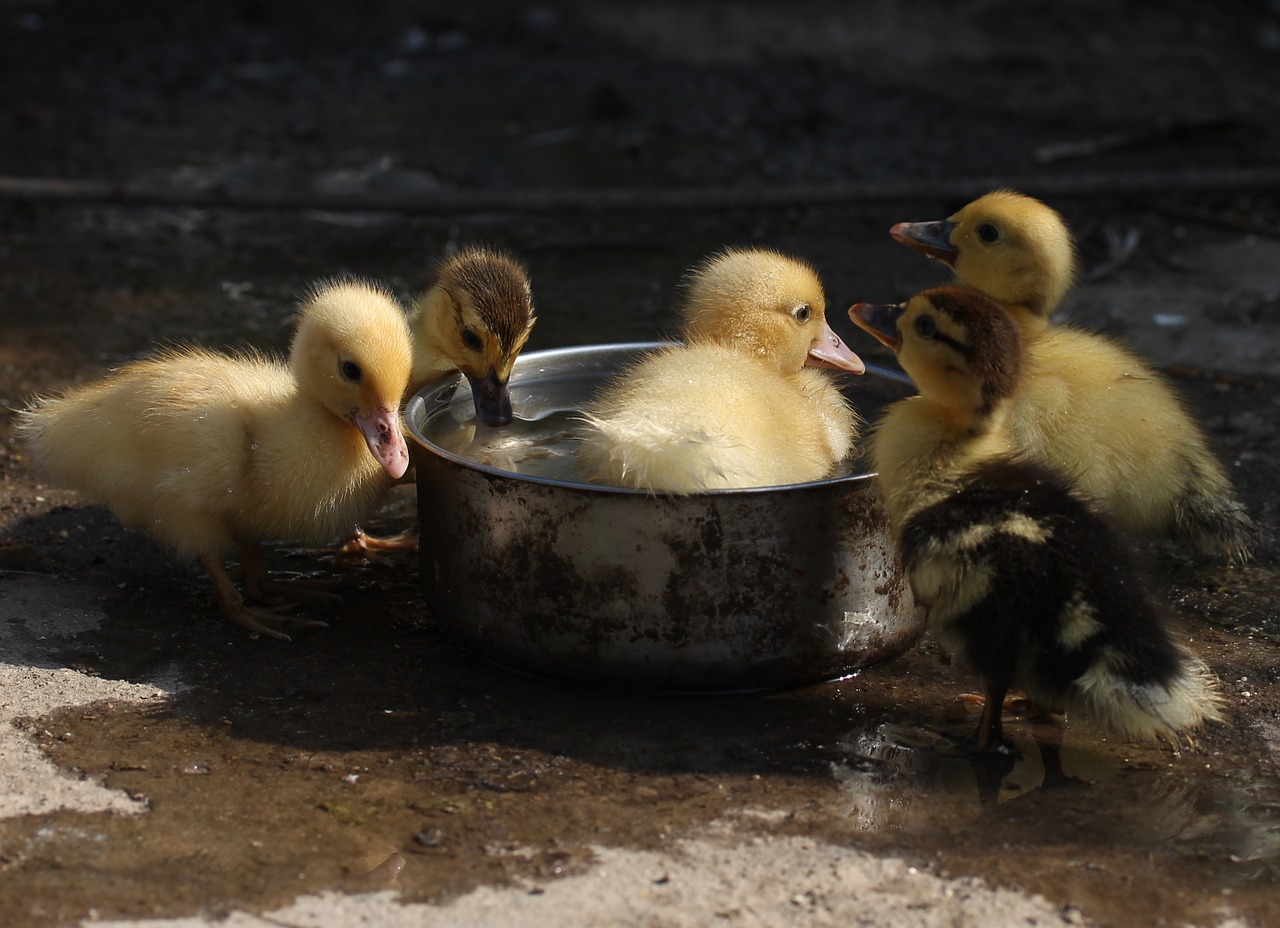 duckling fluffy cute free photo