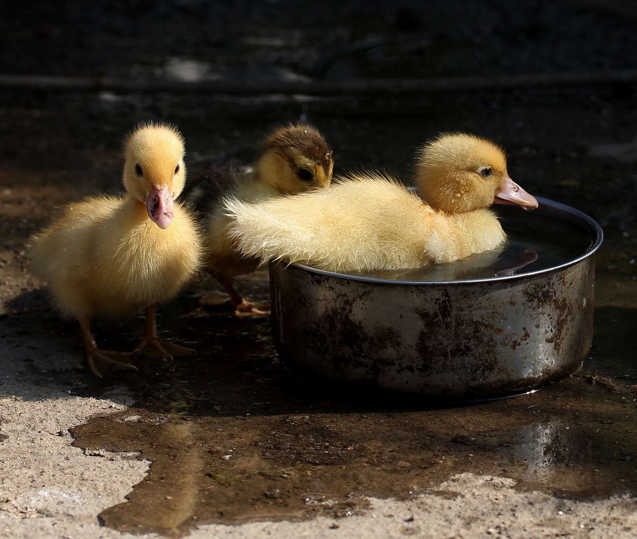 duckling fluffy cute free photo